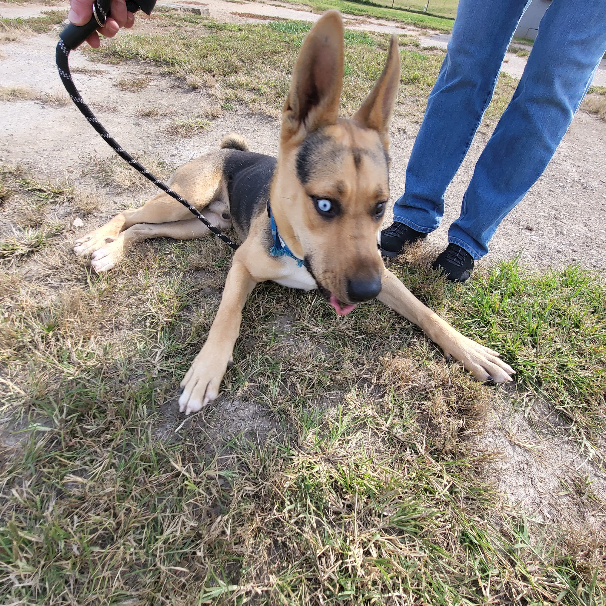 Huntington Cabell Wayne Animal Control Shelter Huntington