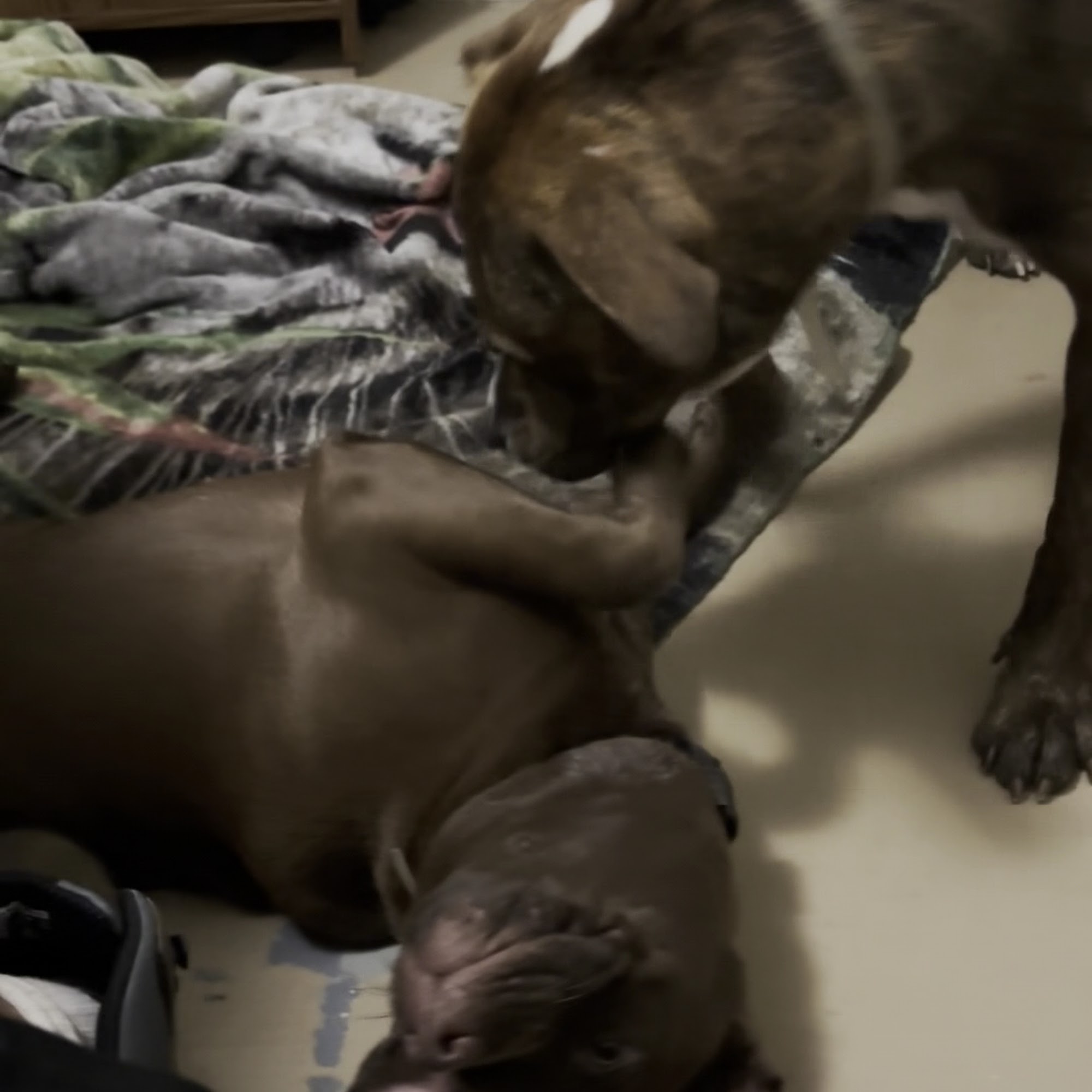 MickSparkins Pet Care Huntington