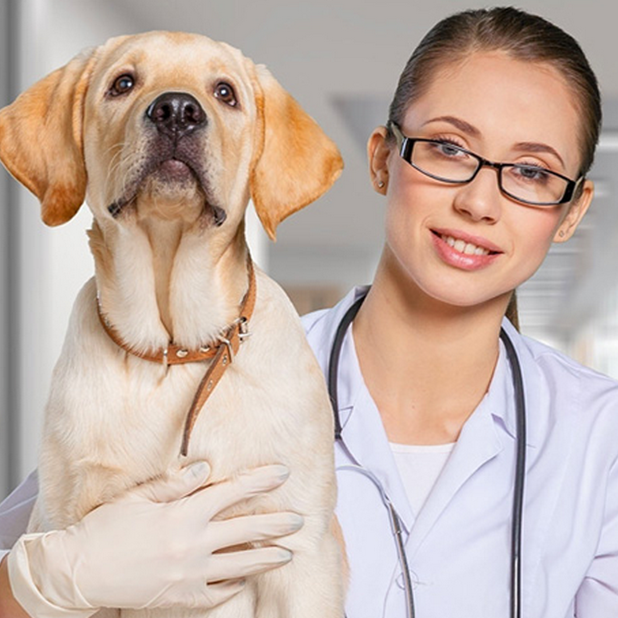 Godfrey's Animal Clinic Hurricane