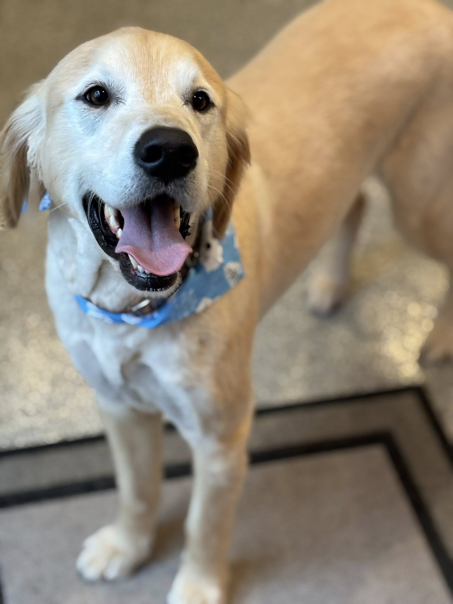 Pooch's Palace Hurricane