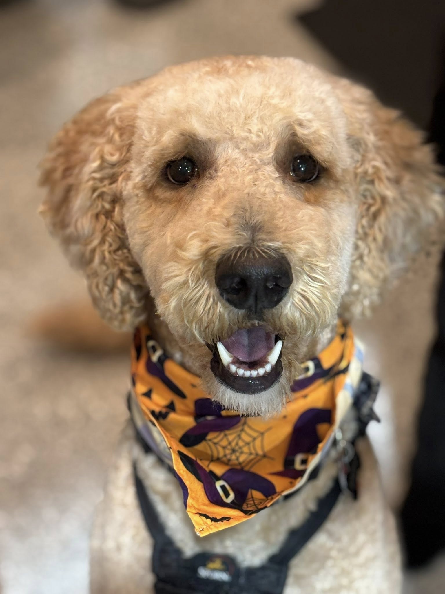Pooch Resort Boarding Daycare & Grooming Hurricane