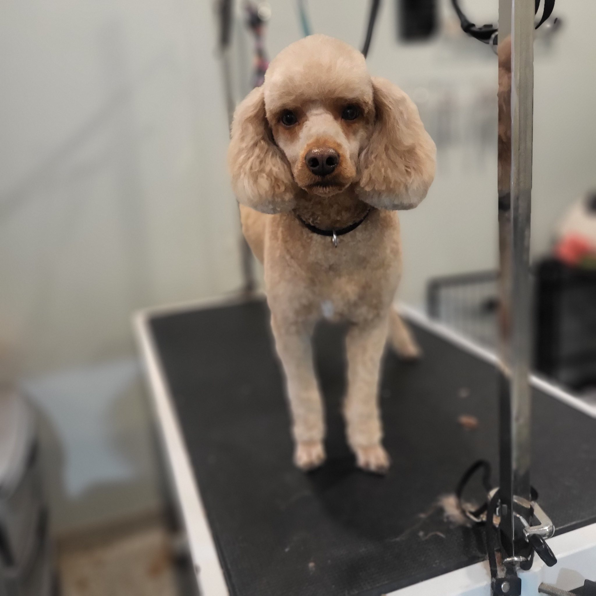 Pooch Resort Boarding Daycare & Grooming Hurricane