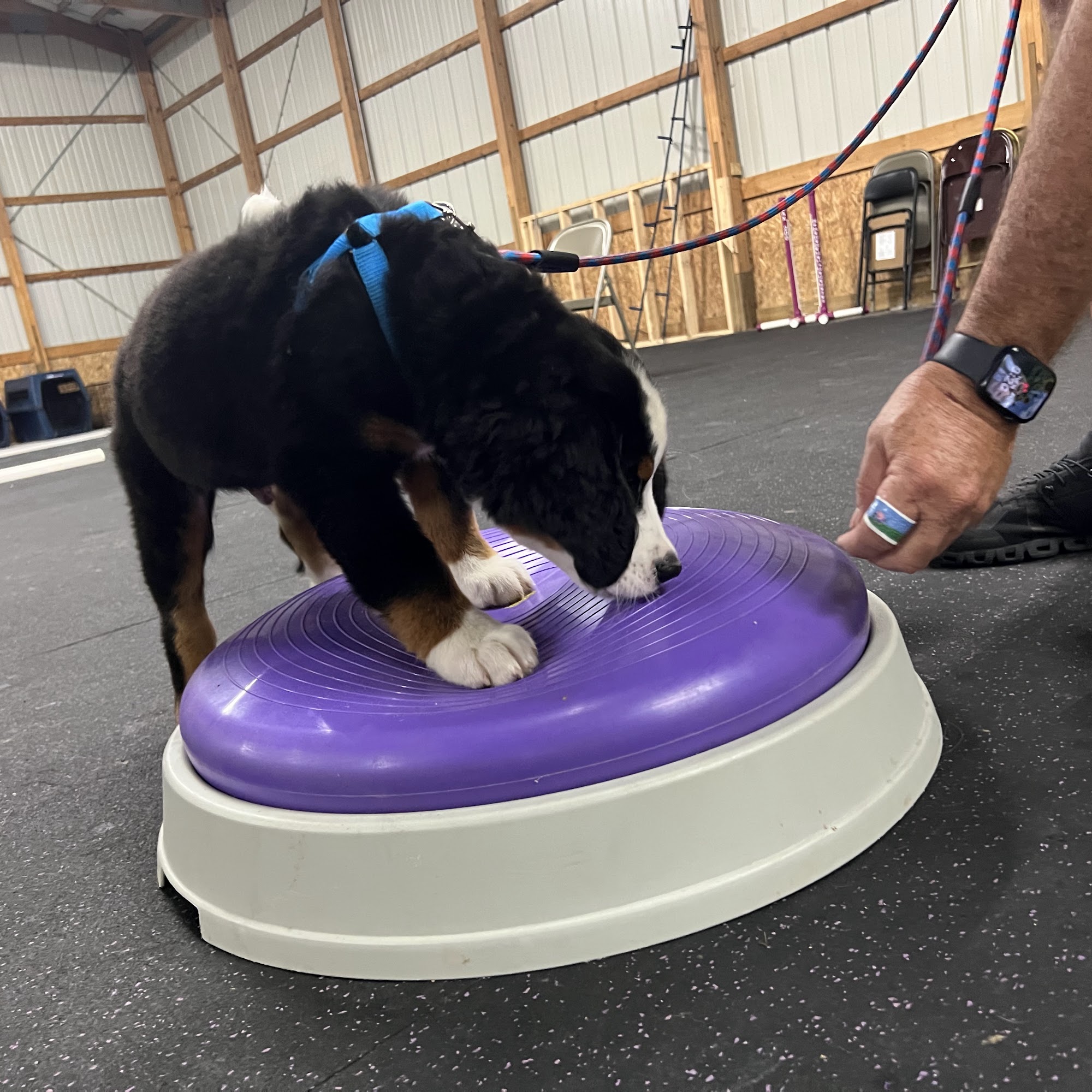 Endless Pawsabilities, LLC Hurricane