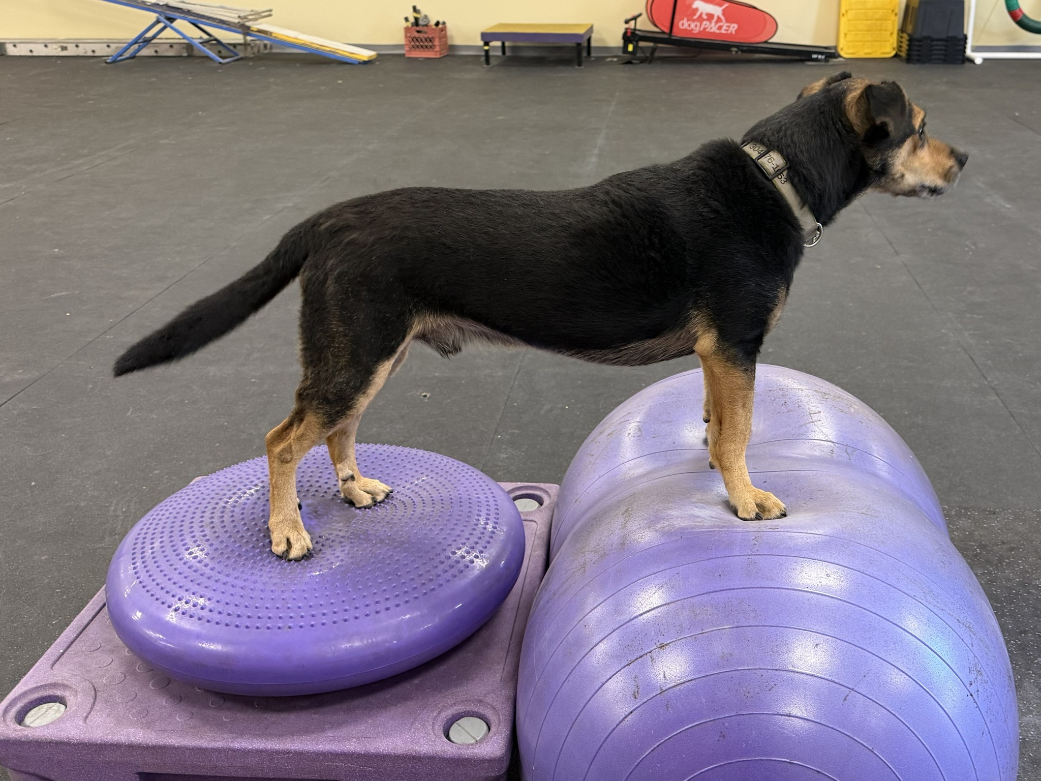 Endless Pawsabilities, LLC Hurricane