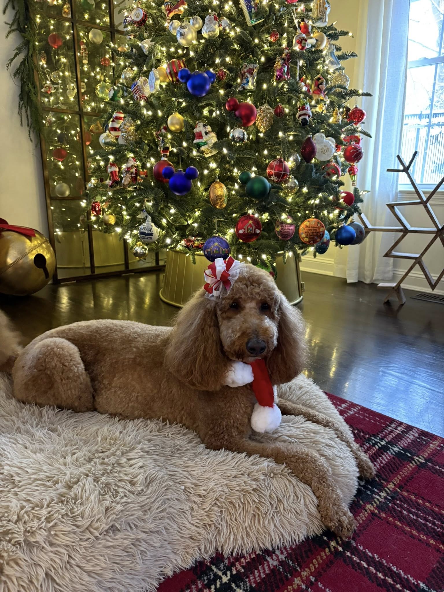 Top Dog Pet Spa Hurricane