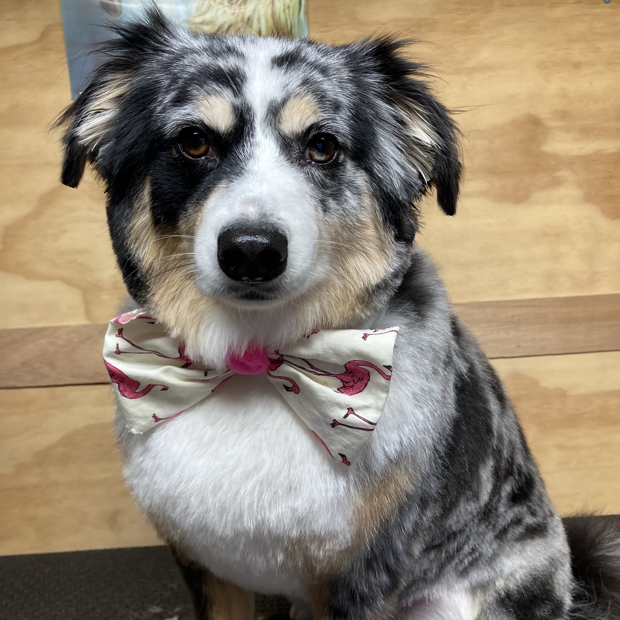 Top Dog Pet Spa Hurricane