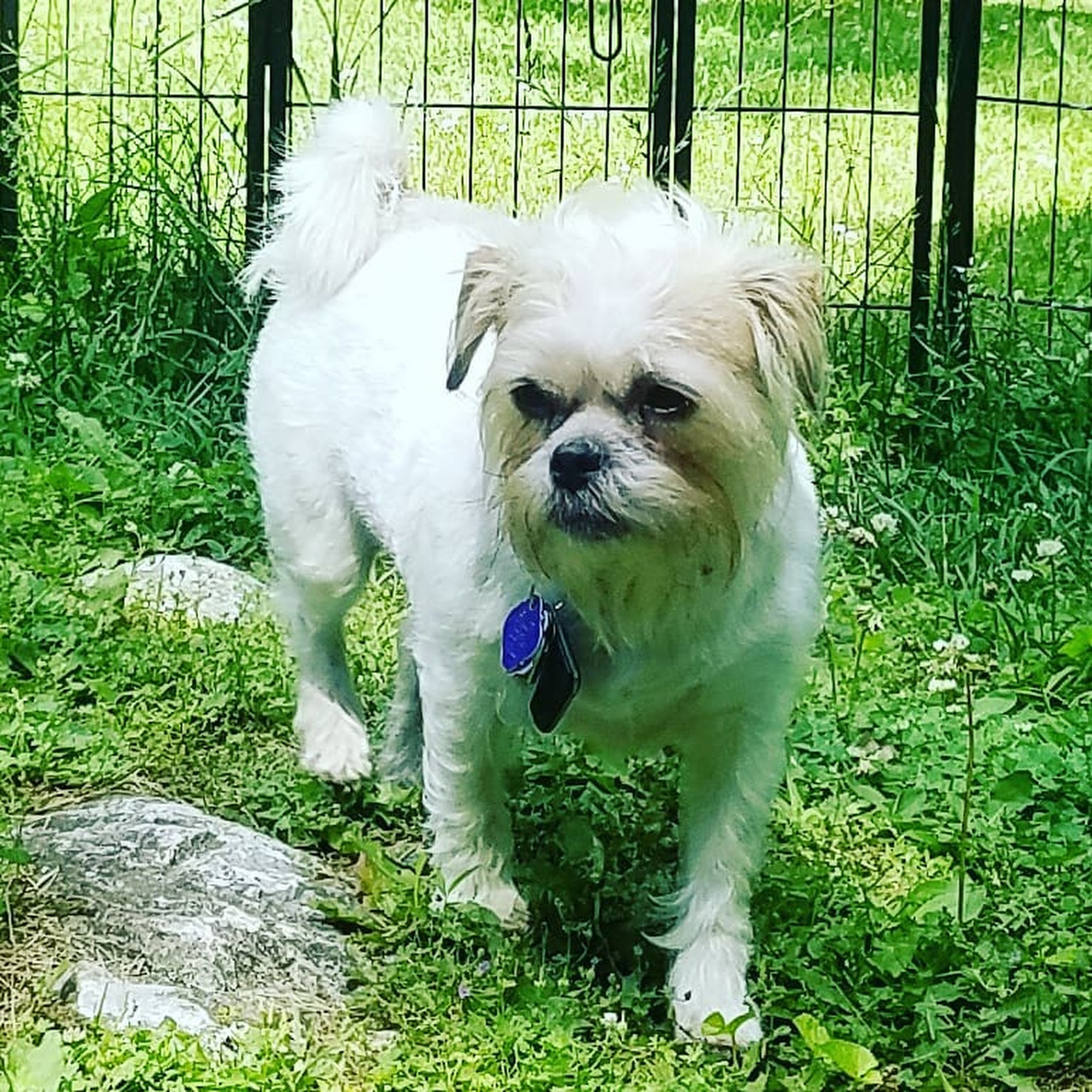 Berkeley K-9 School For Dogs Inwood