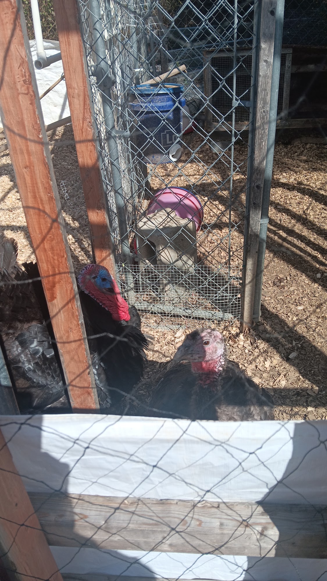 Jurassic Feeders & Beastly Exotics Inwood