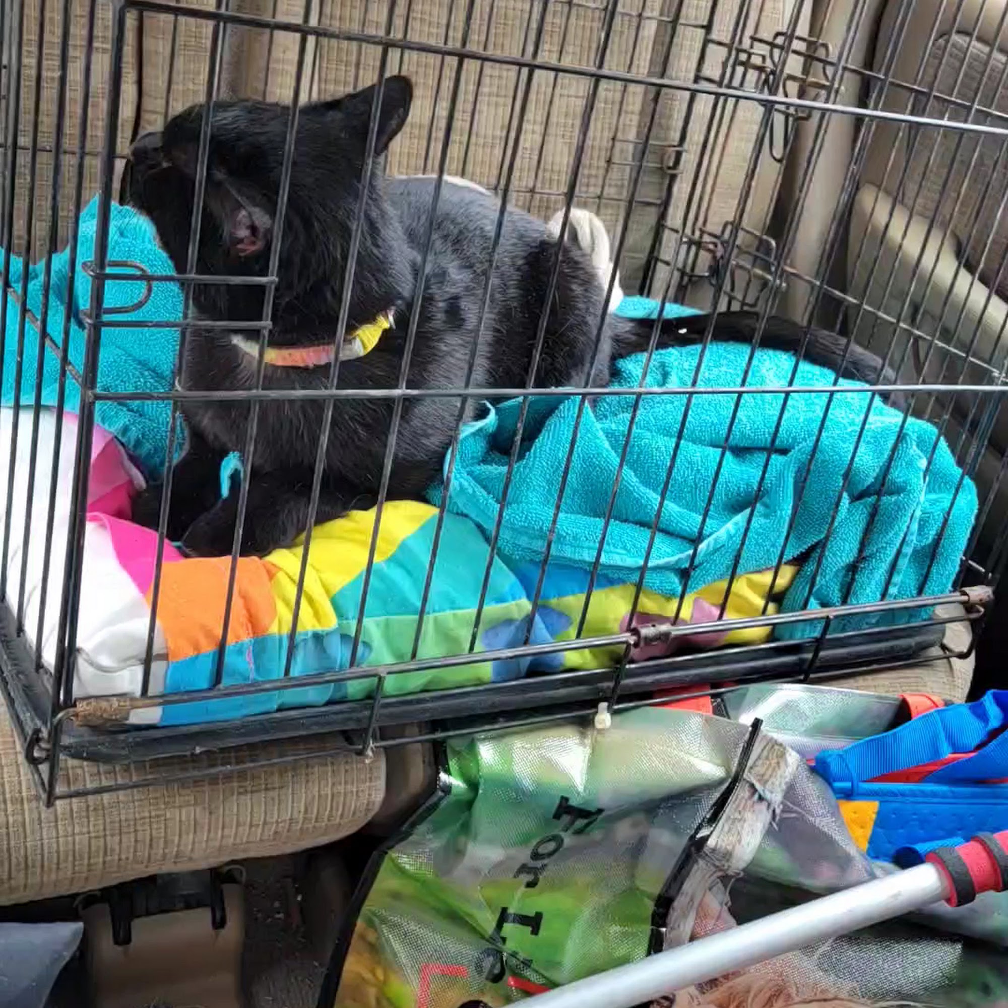 Good Hope Animal Hospital Jane Lew