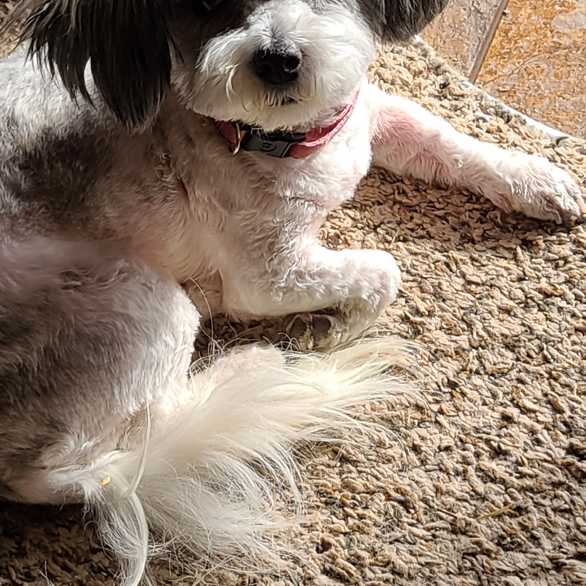 Country Paws Grooming Kenova