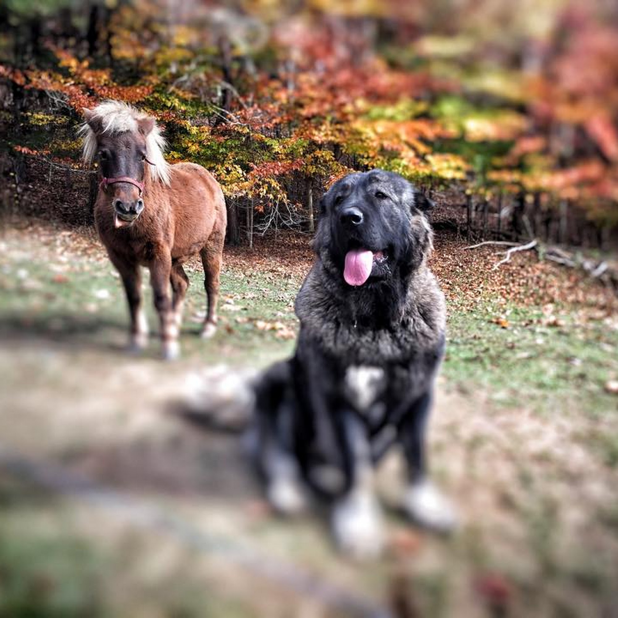 Tomlinson Jr John DVM Lewisburg