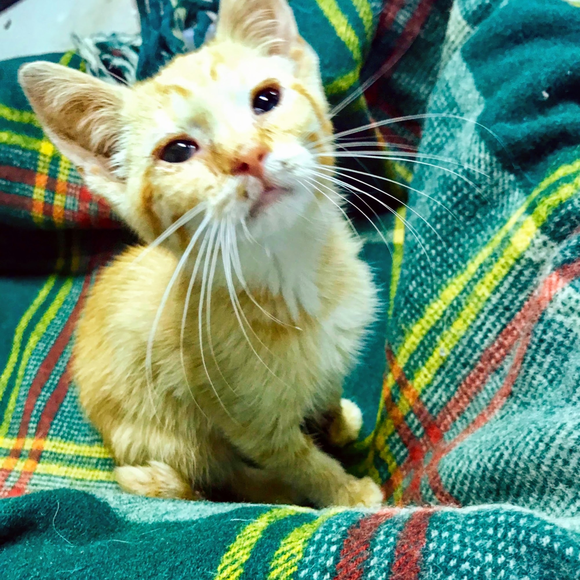 Lewisburg Veterinary Hospital Lewisburg