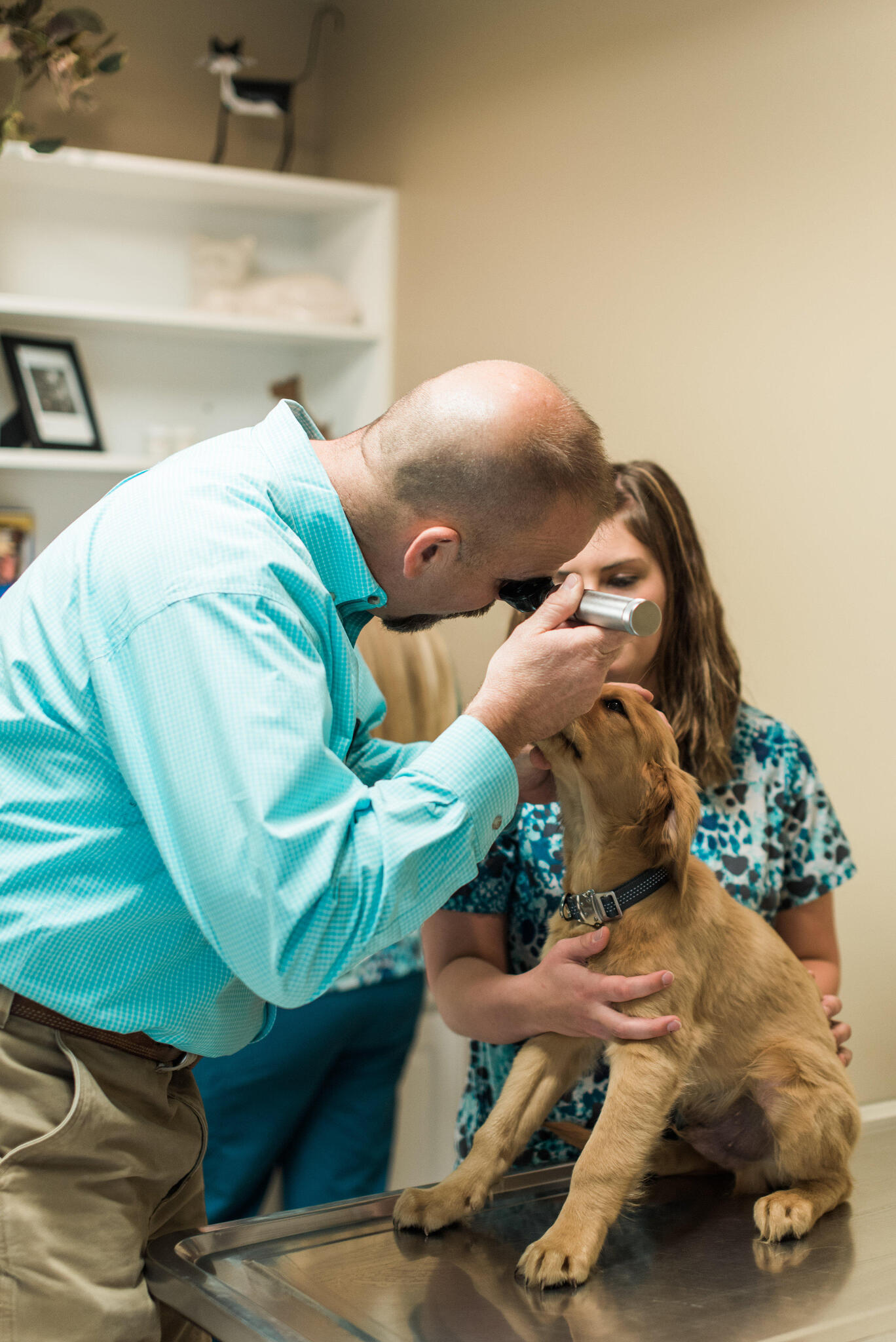 Fairlea Animal Hospital Lewisburg
