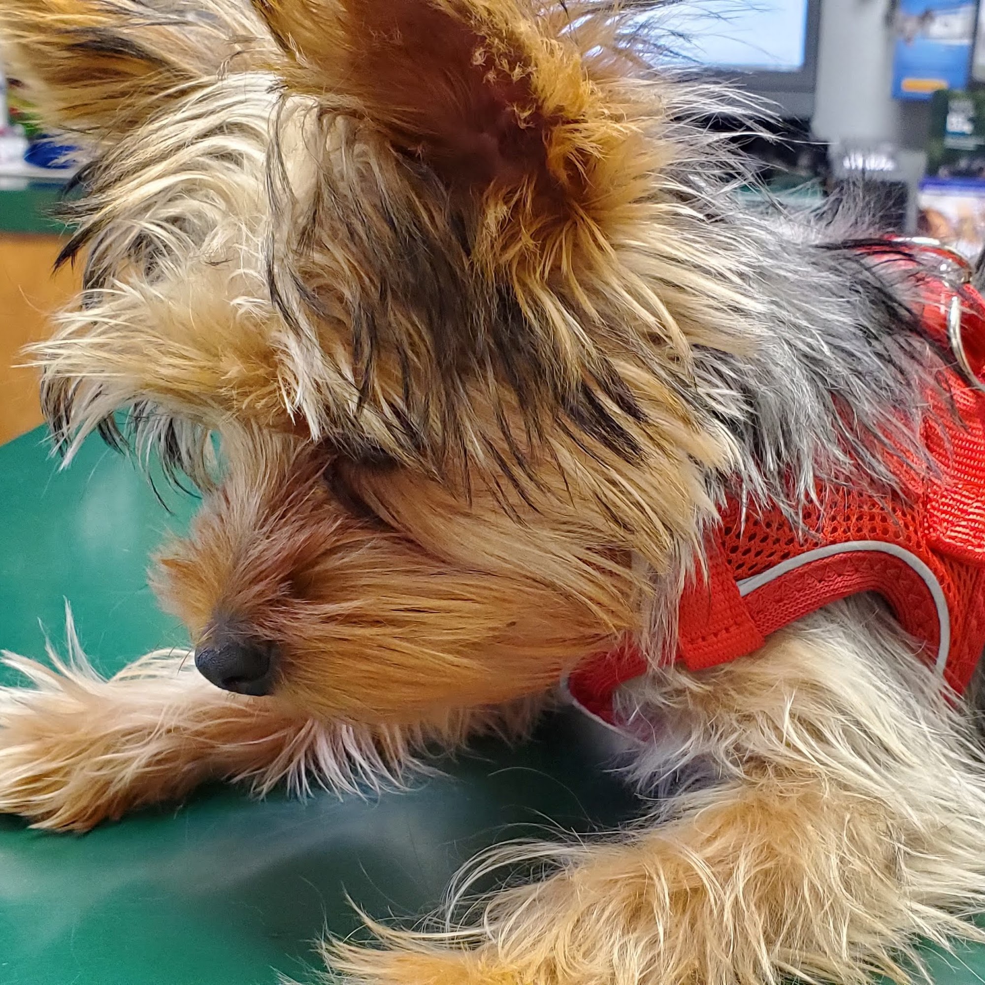 Seneca Trail Animal Hospital Lewisburg