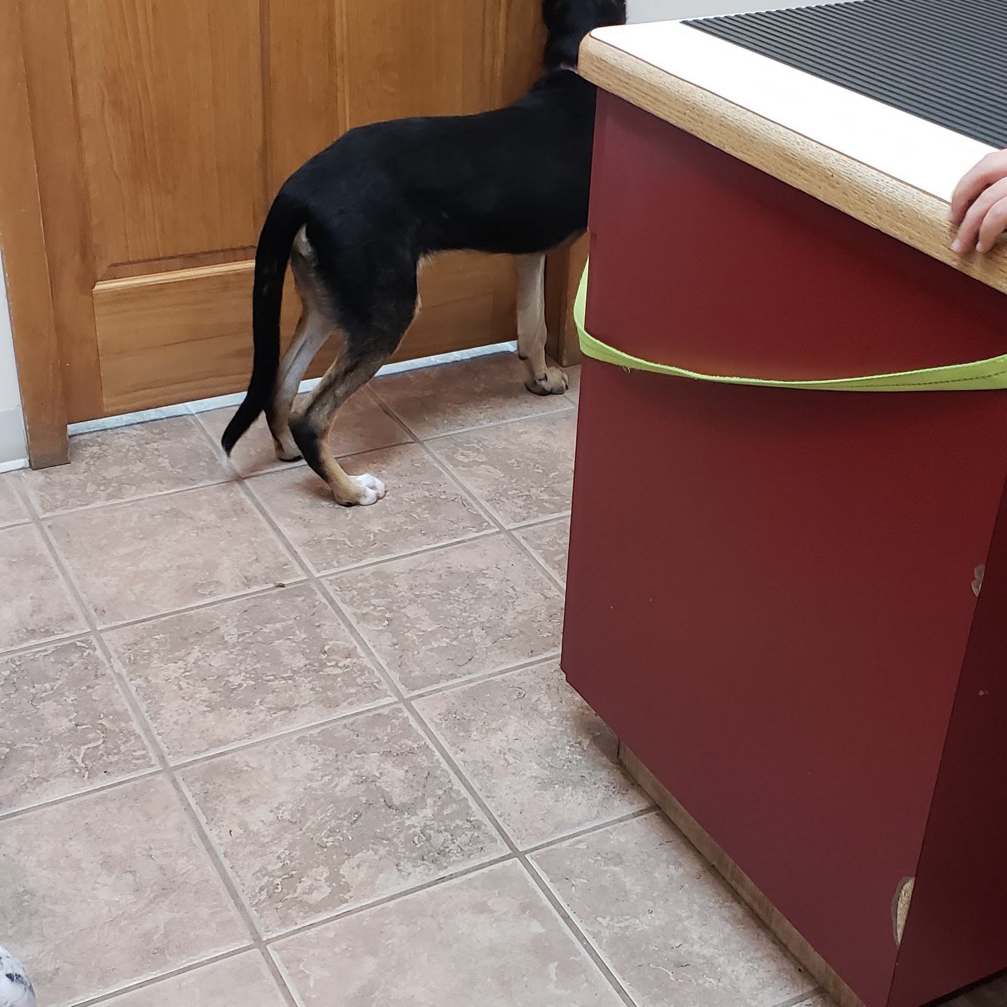 Spring Mills Veterinary Hospital Martinsburg