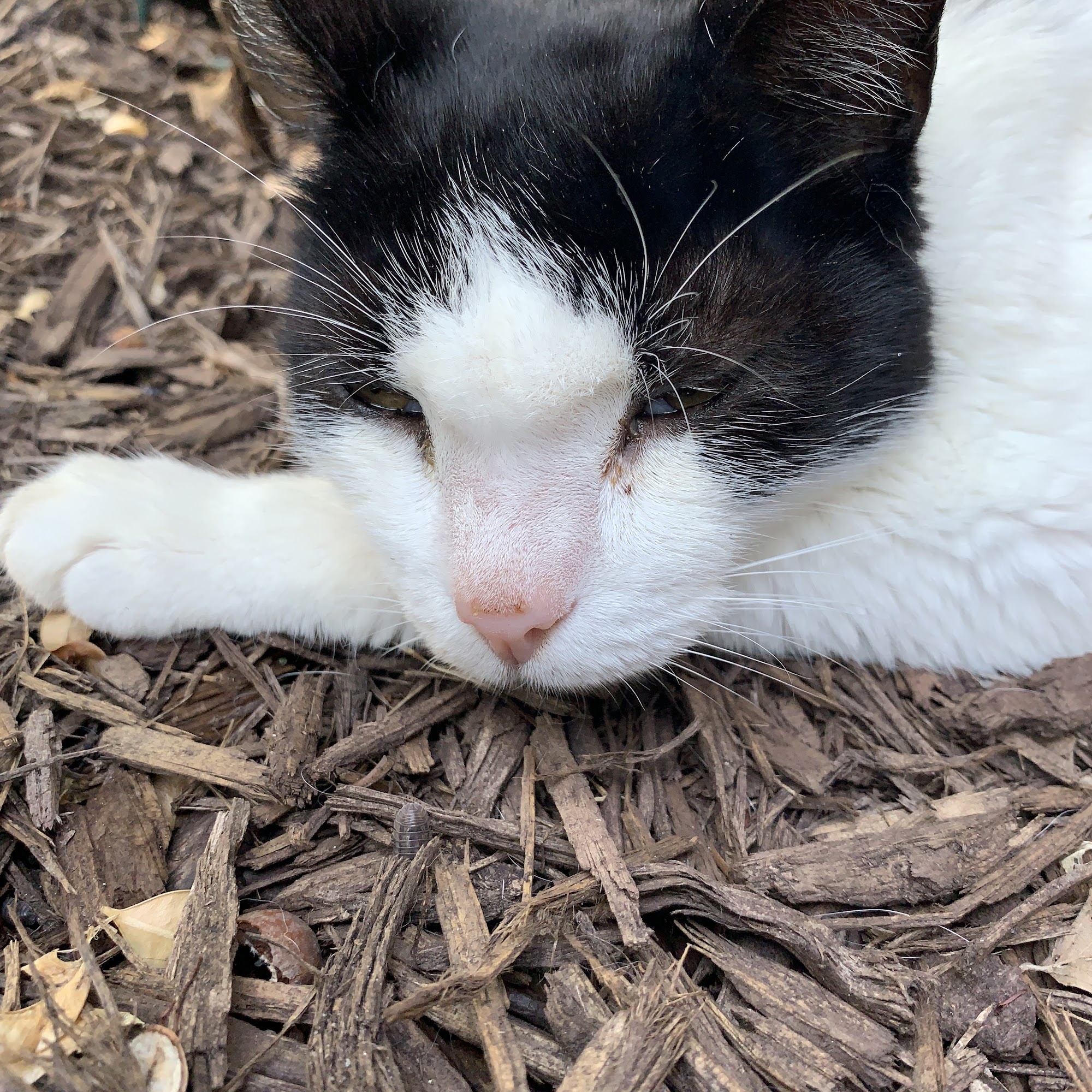 Kay W. Gilpin, D.V.M. Martinsburg