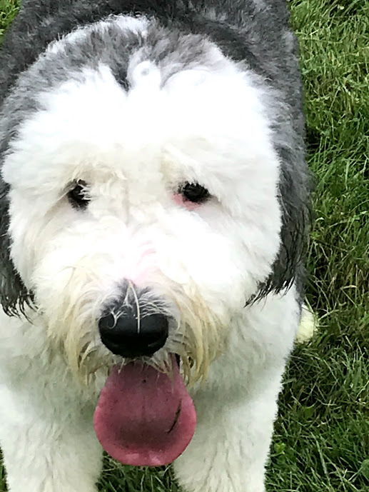 3 Dog Farm Martinsburg