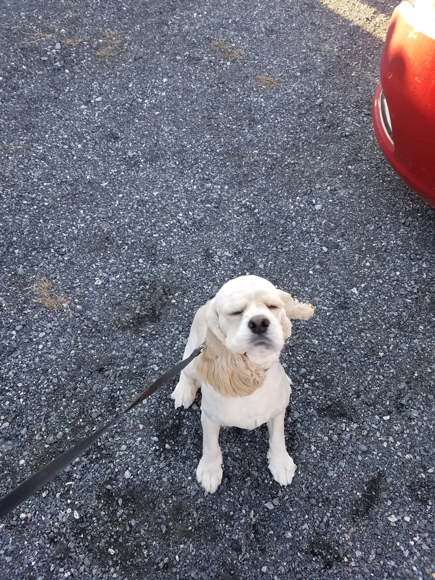 North Berkeley Grooming Martinsburg