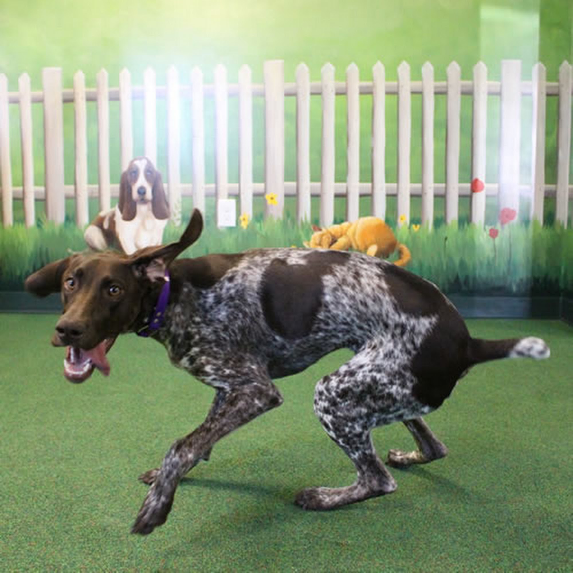 Paw Spa and Retreat at Shenandoah Veterinary Martinsburg