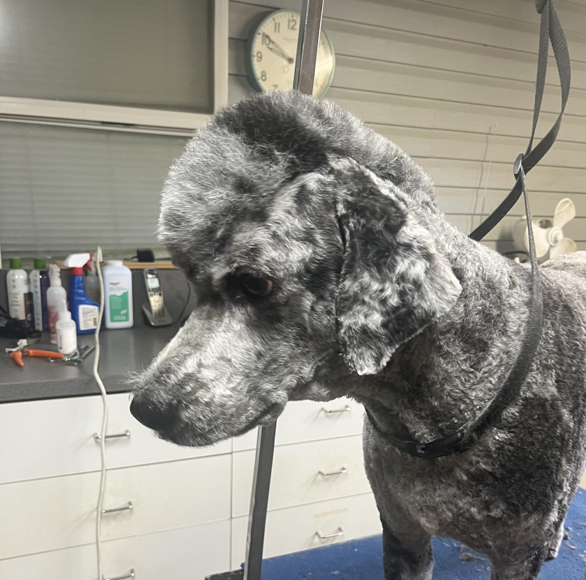 K-9 Cuts Corner of Clover Run Rd and Poling Rd Rt 2 Box 160, Montrose West Virginia 26283