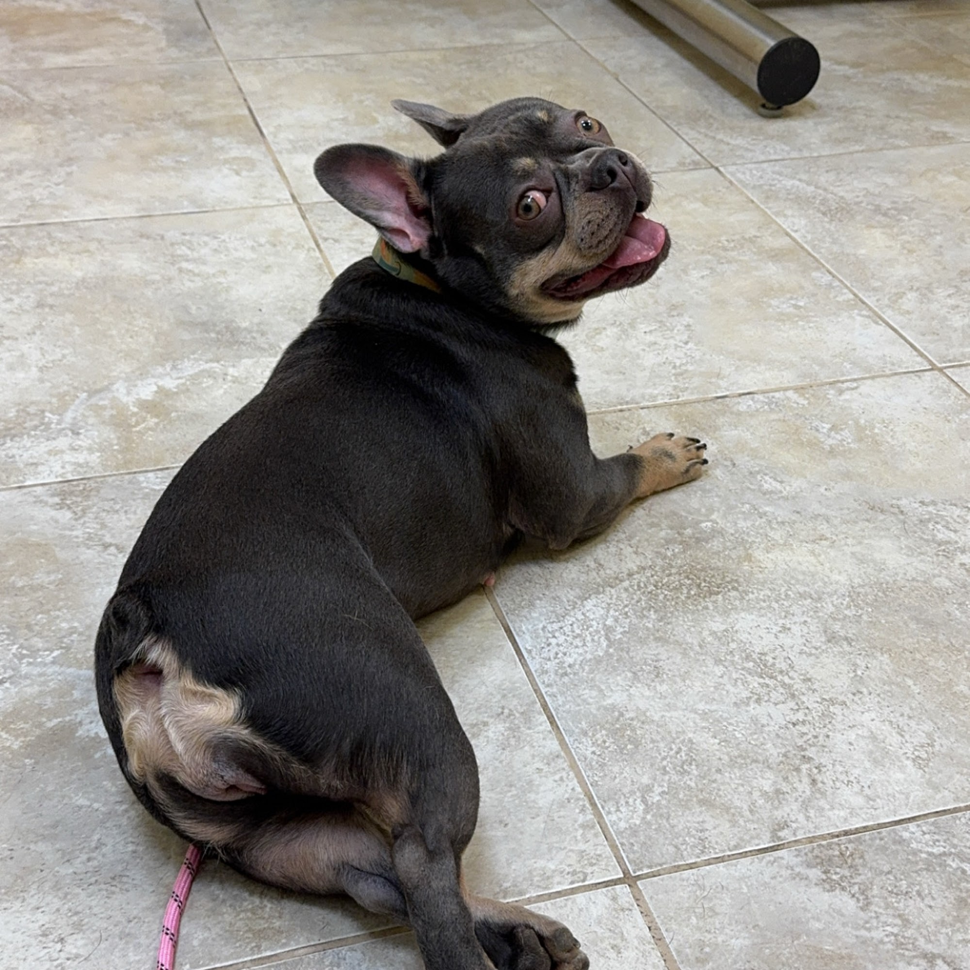 South Branch Animal Hospital Moorefield