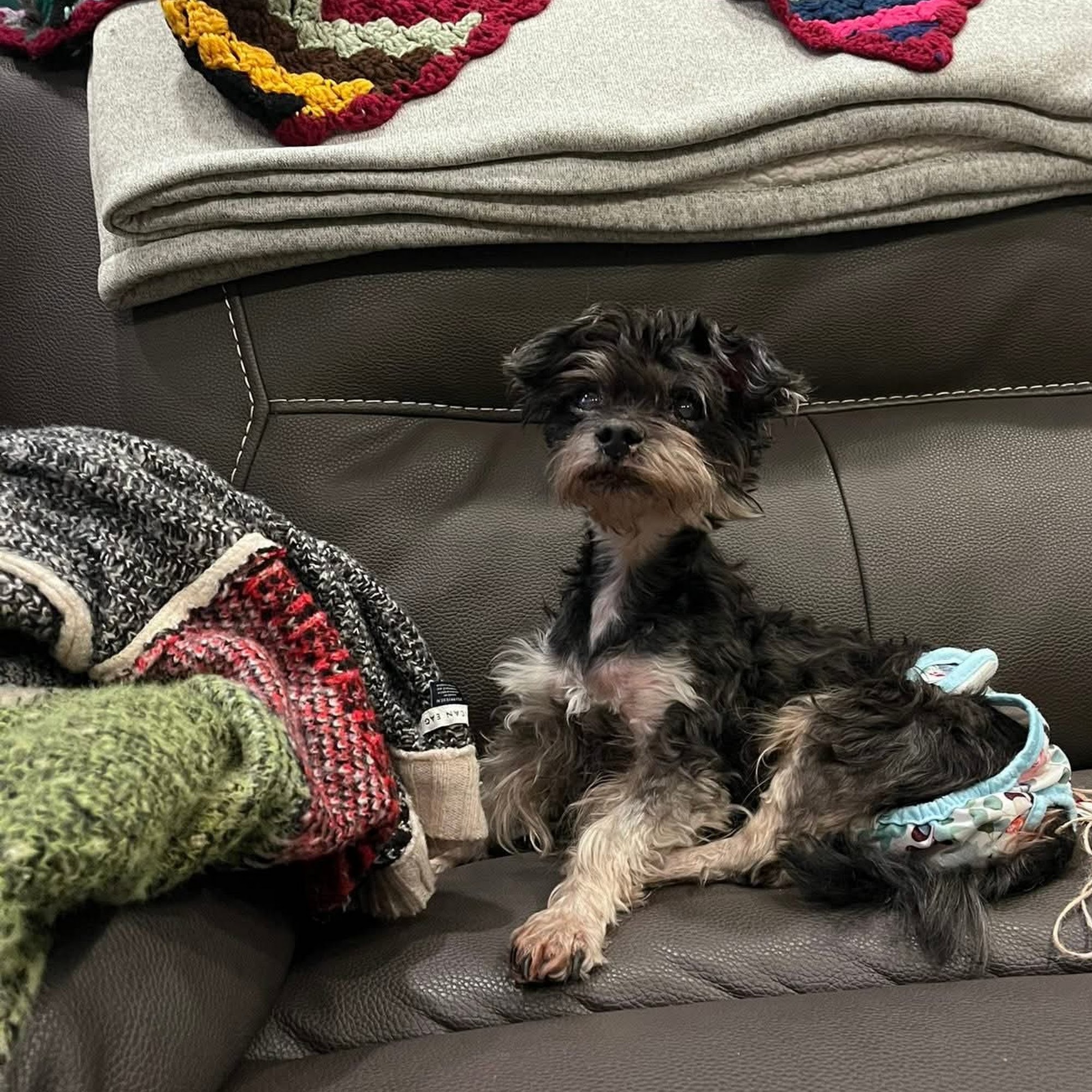 Hillcrest Veterinary Clinic Morgantown