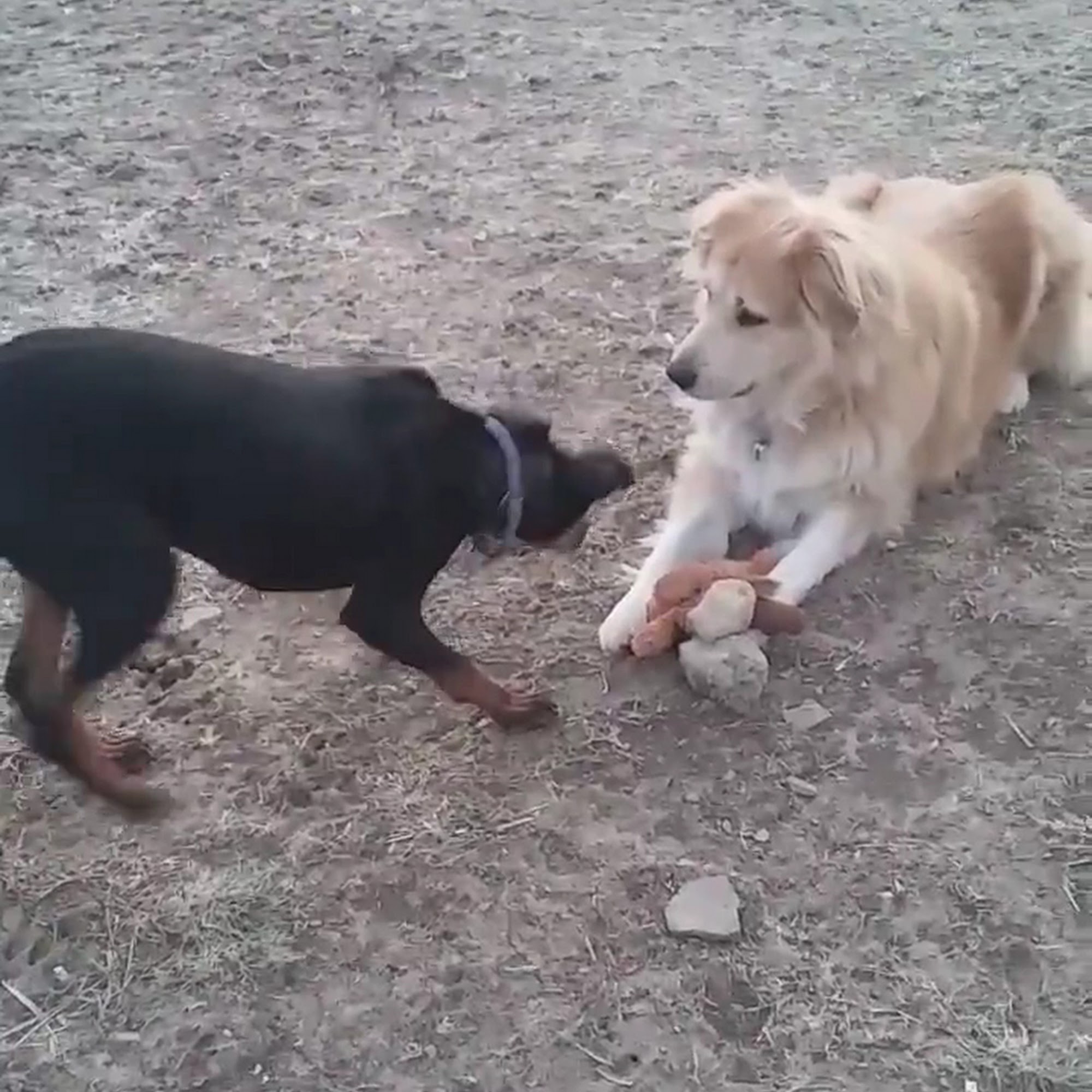 Paw Prints Veterinary Clinic Morgantown