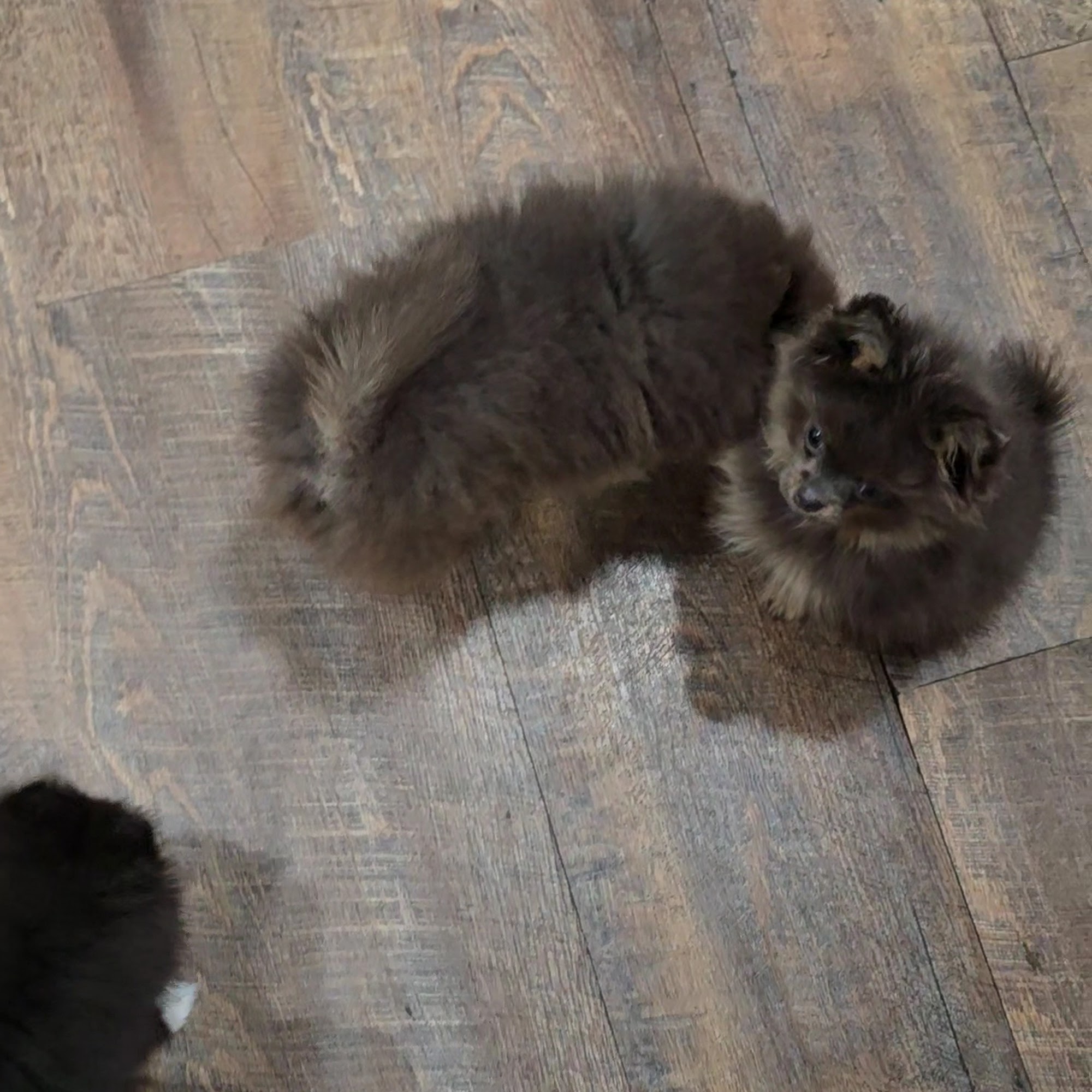 Cheat Lake Animal Hospital Morgantown