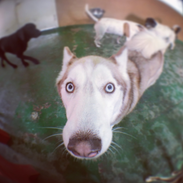 Pampered 4 Paws Morgantown