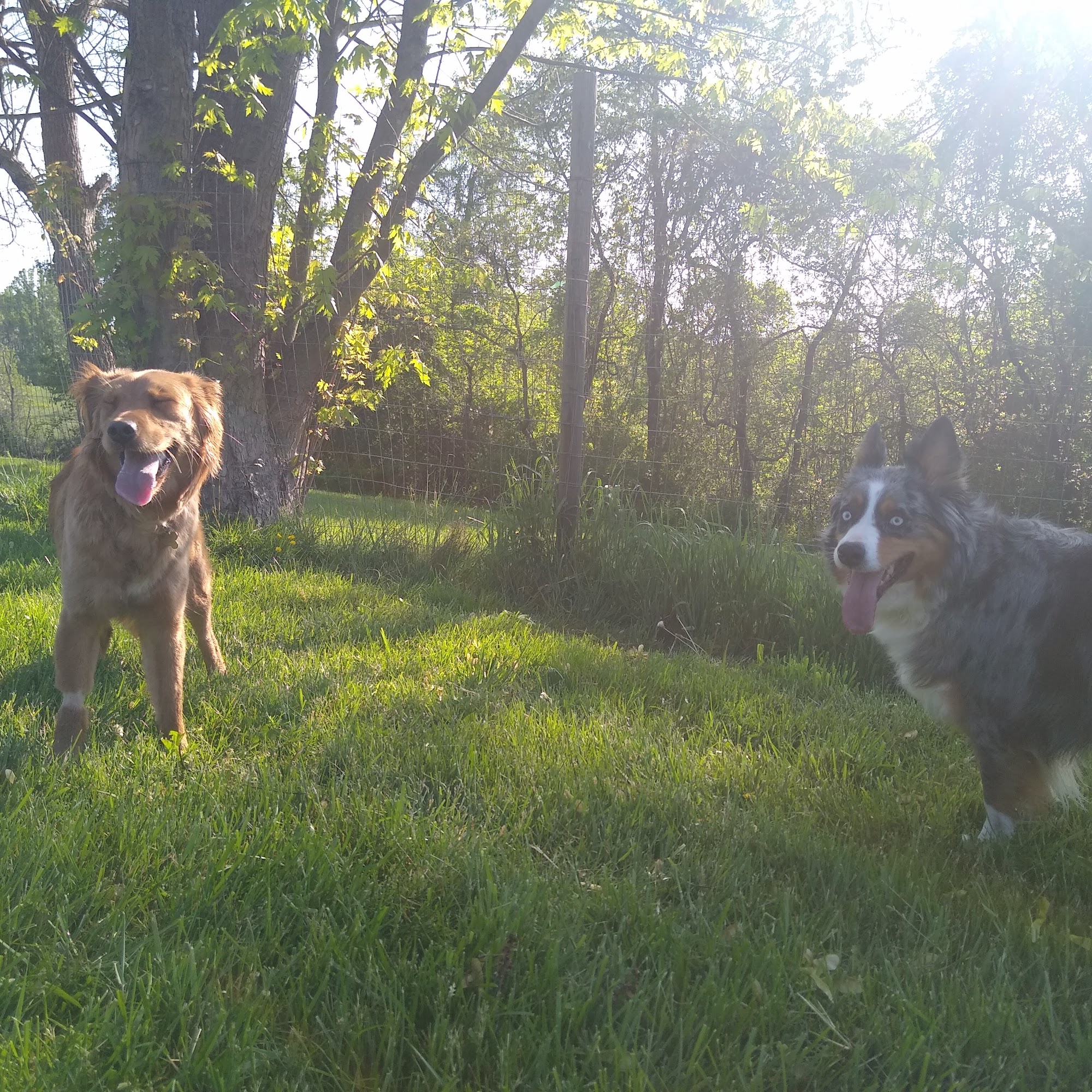 Bakers Ridge Pet Hotel Morgantown