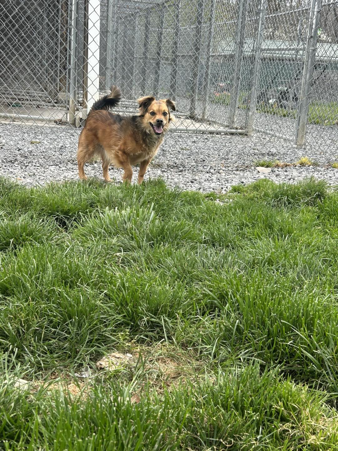 Mountain Laurel Kennels Morgantown