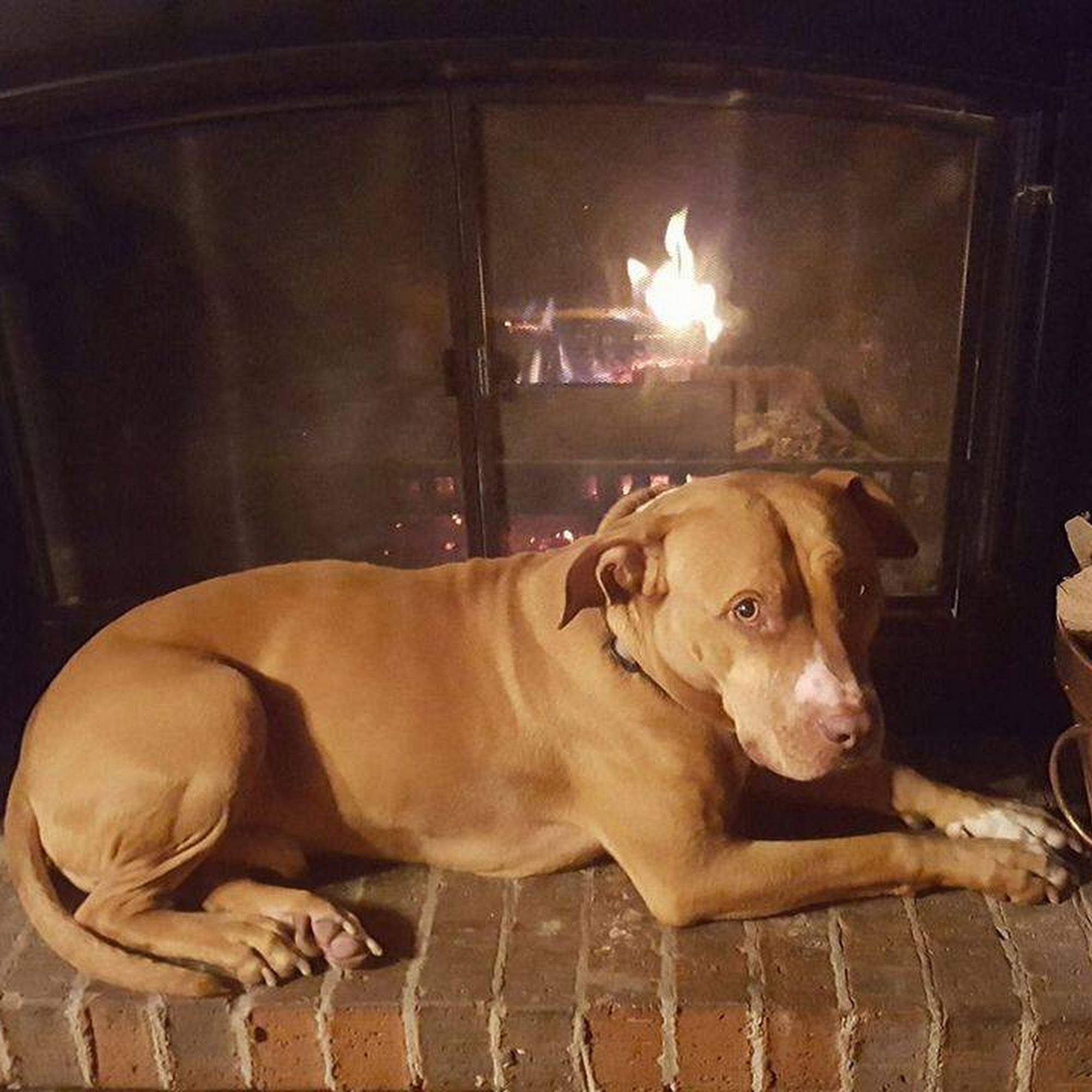 Critter Cabin Morgantown