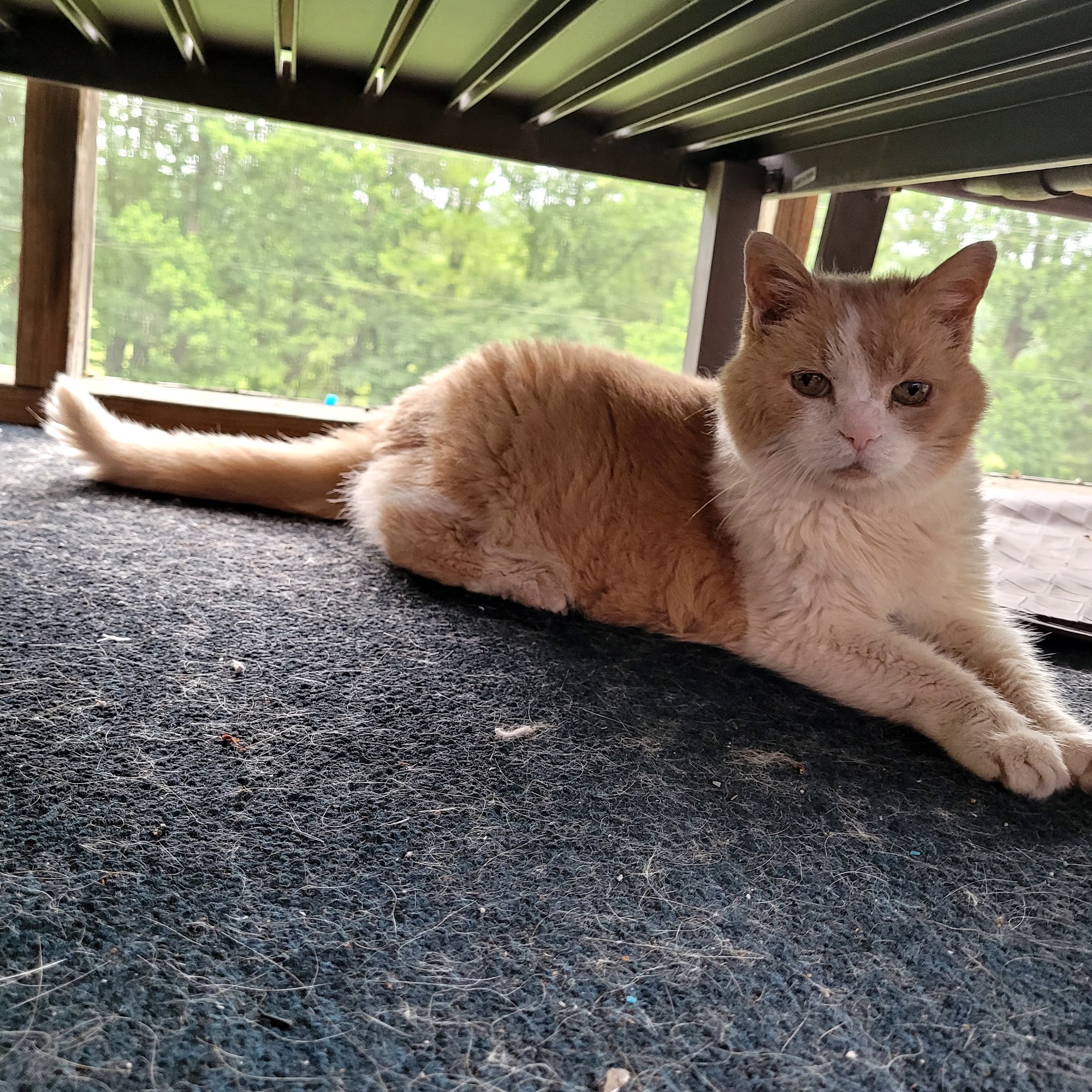 Jarrell Animal Clinic Mount Hope