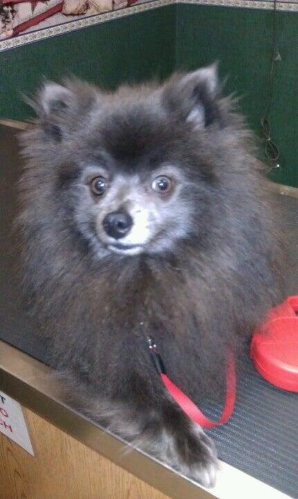 All Pets Animal Clinic Nutter Fort