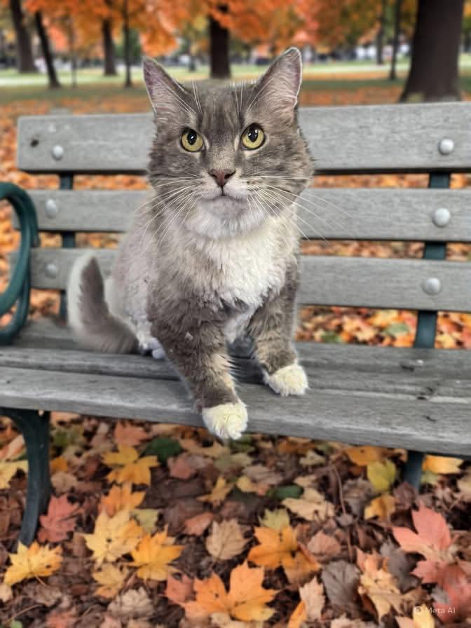 Out Of The Way Pet Grooming Nutter Fort