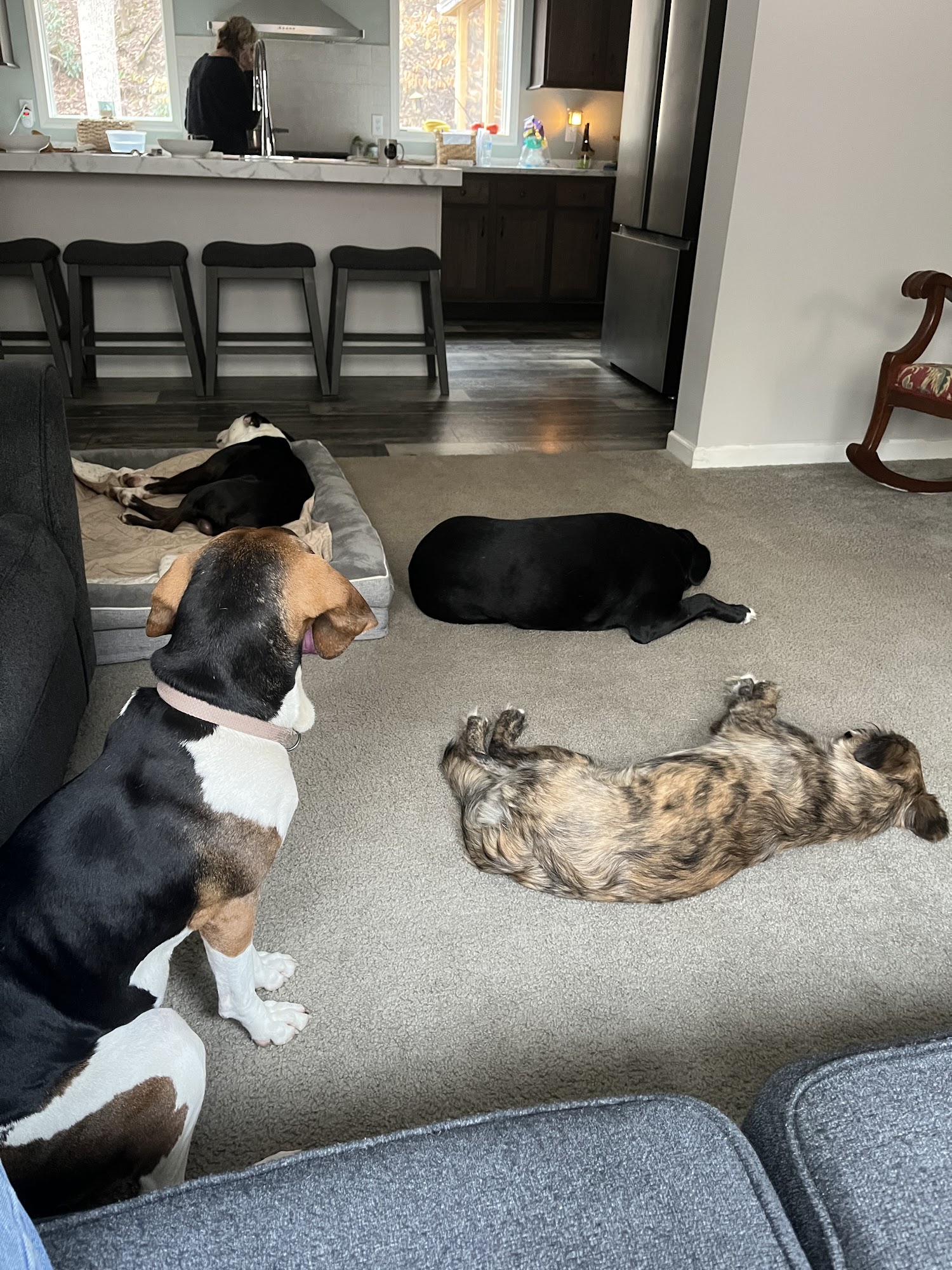 New River Humane Society Oak Hill