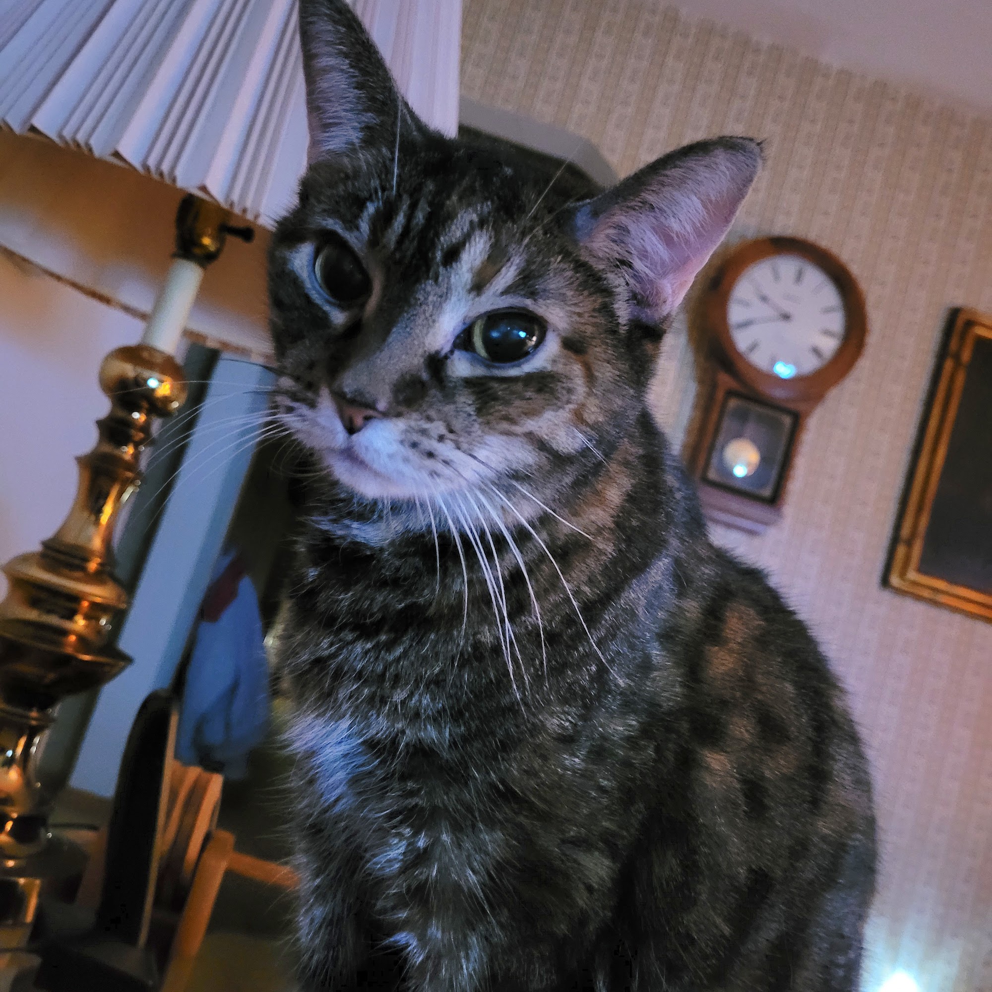 Parkersburg Veterinary Hospital Parkersburg