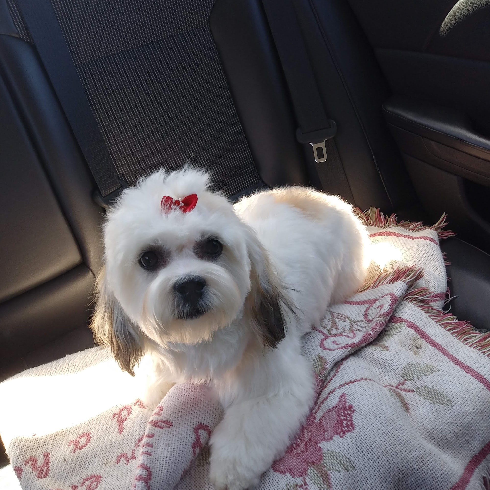 Village Groomer Salon Parkersburg