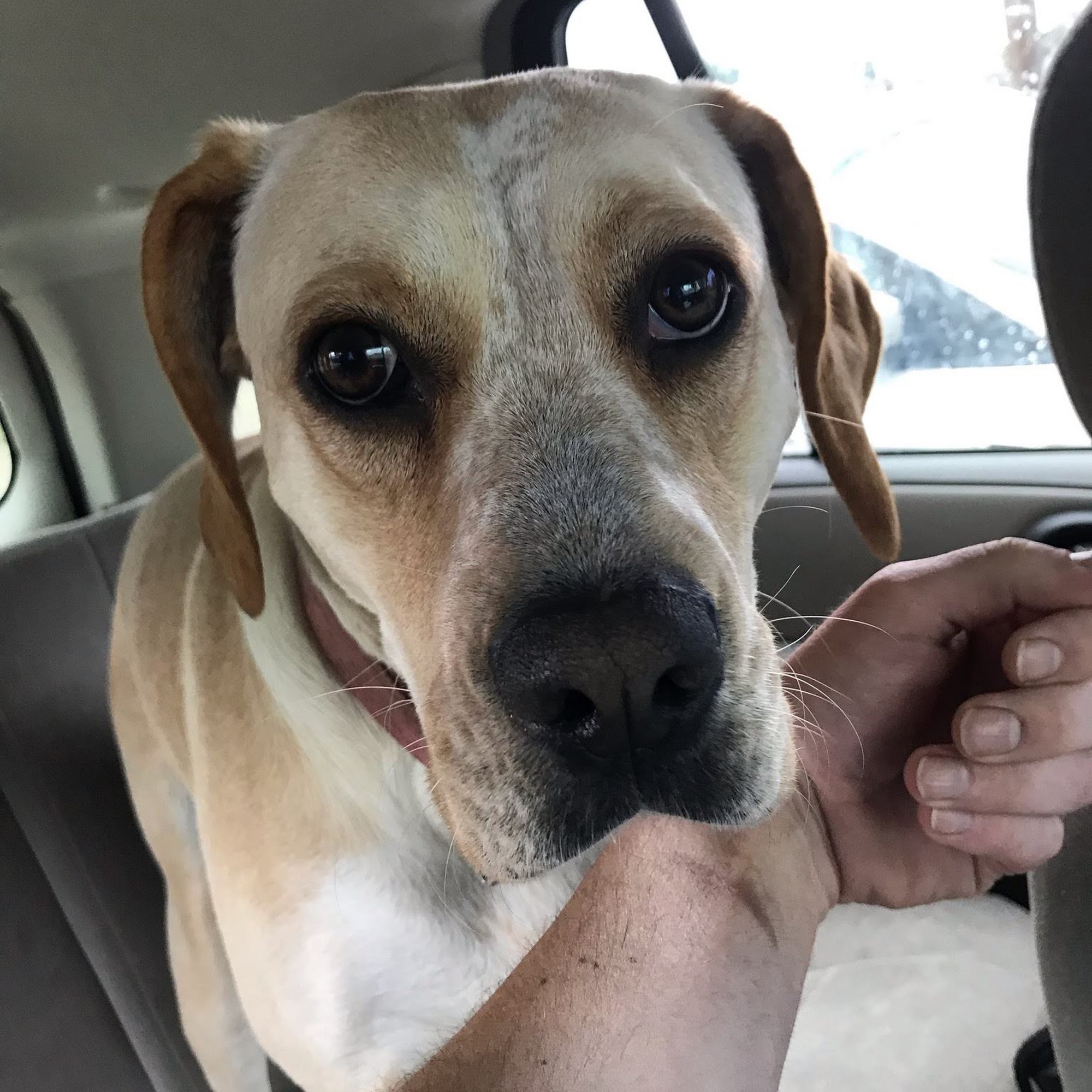 Town & Country Veterinary Clinic Point Pleasant