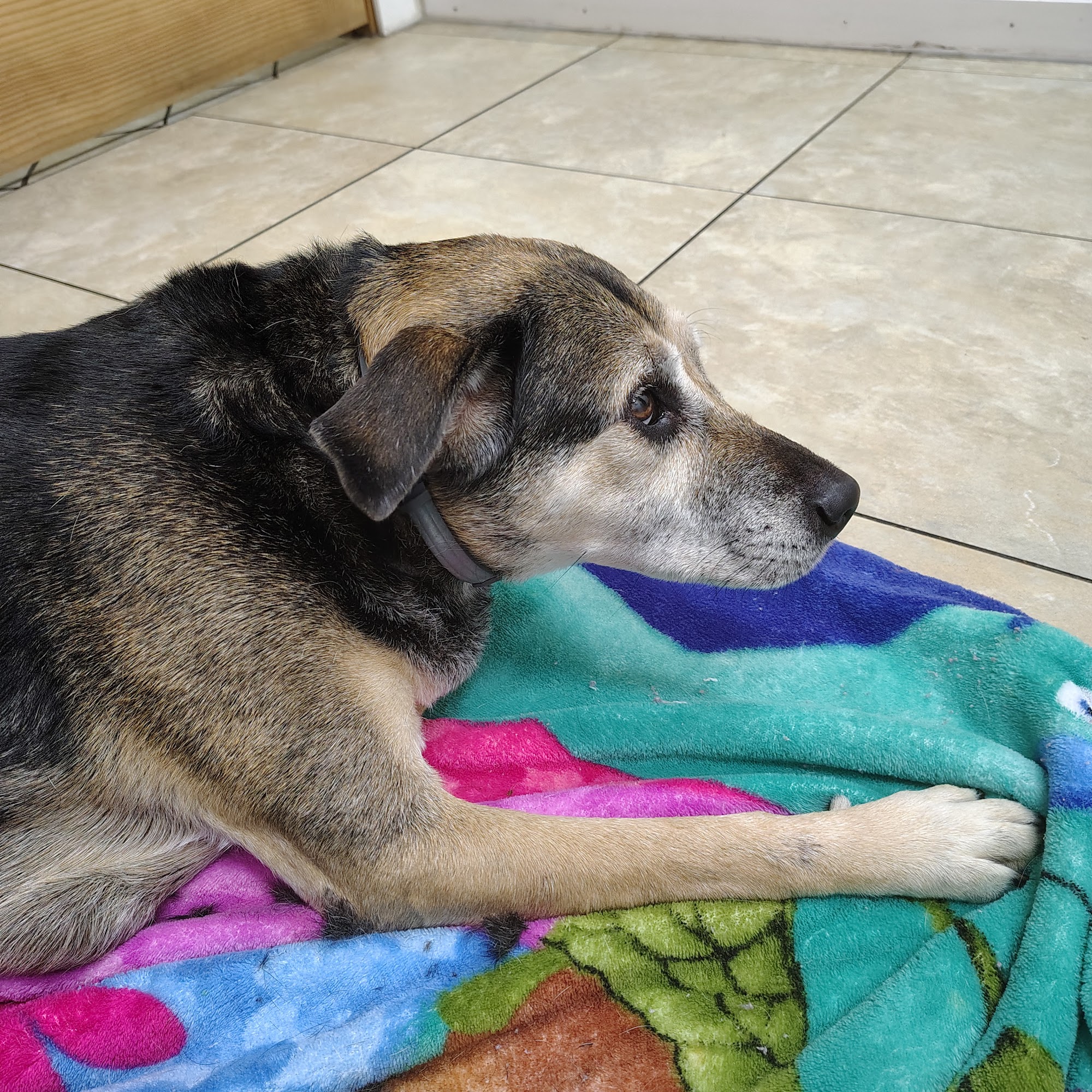 Happy Tails Veterinary Clinic Princeton