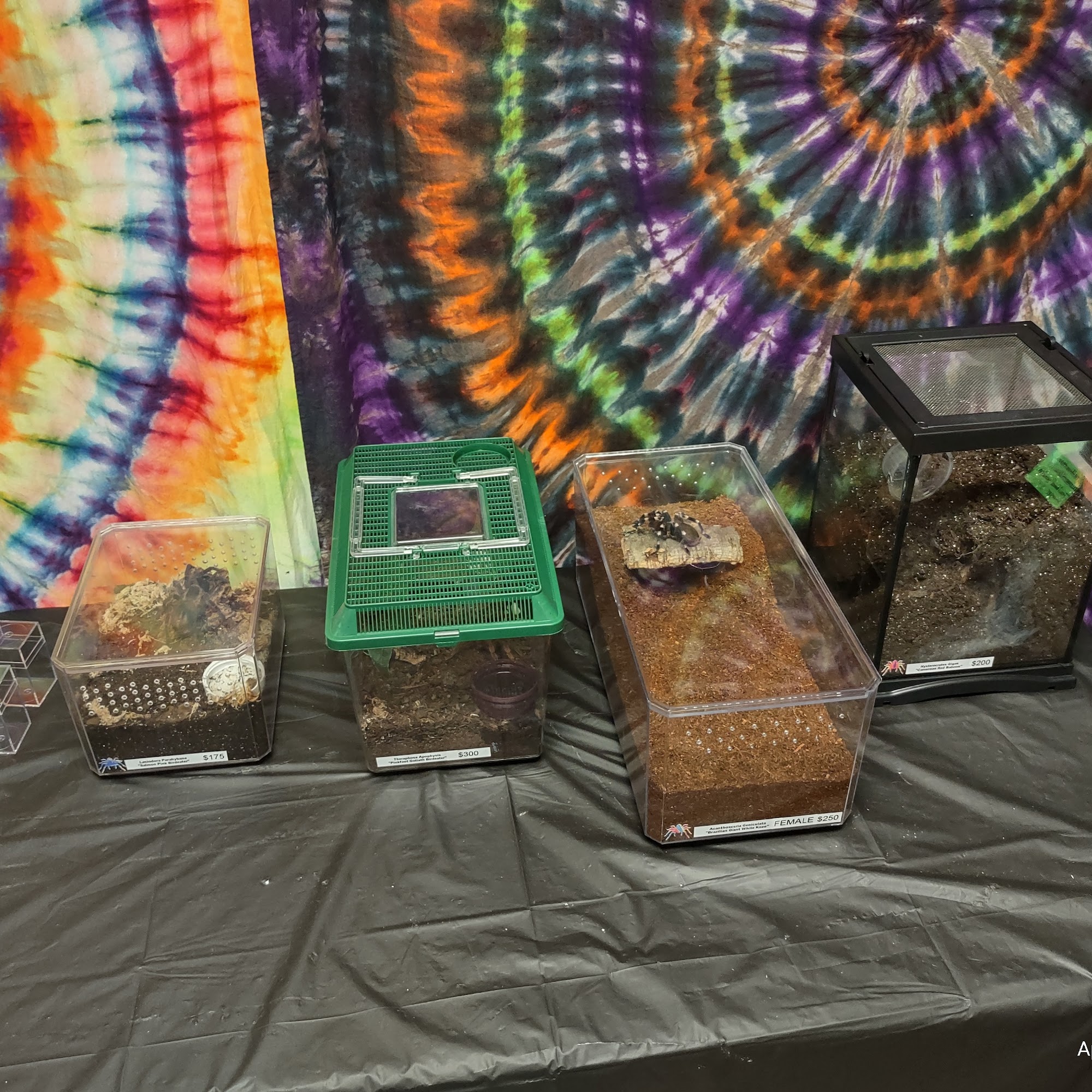 The Tie Dyed Tarantula Princeton