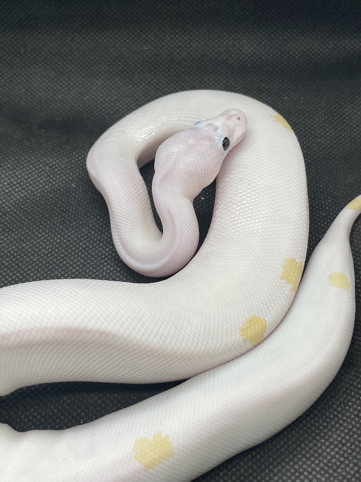 Snook’s Wings and Things LLC Princeton