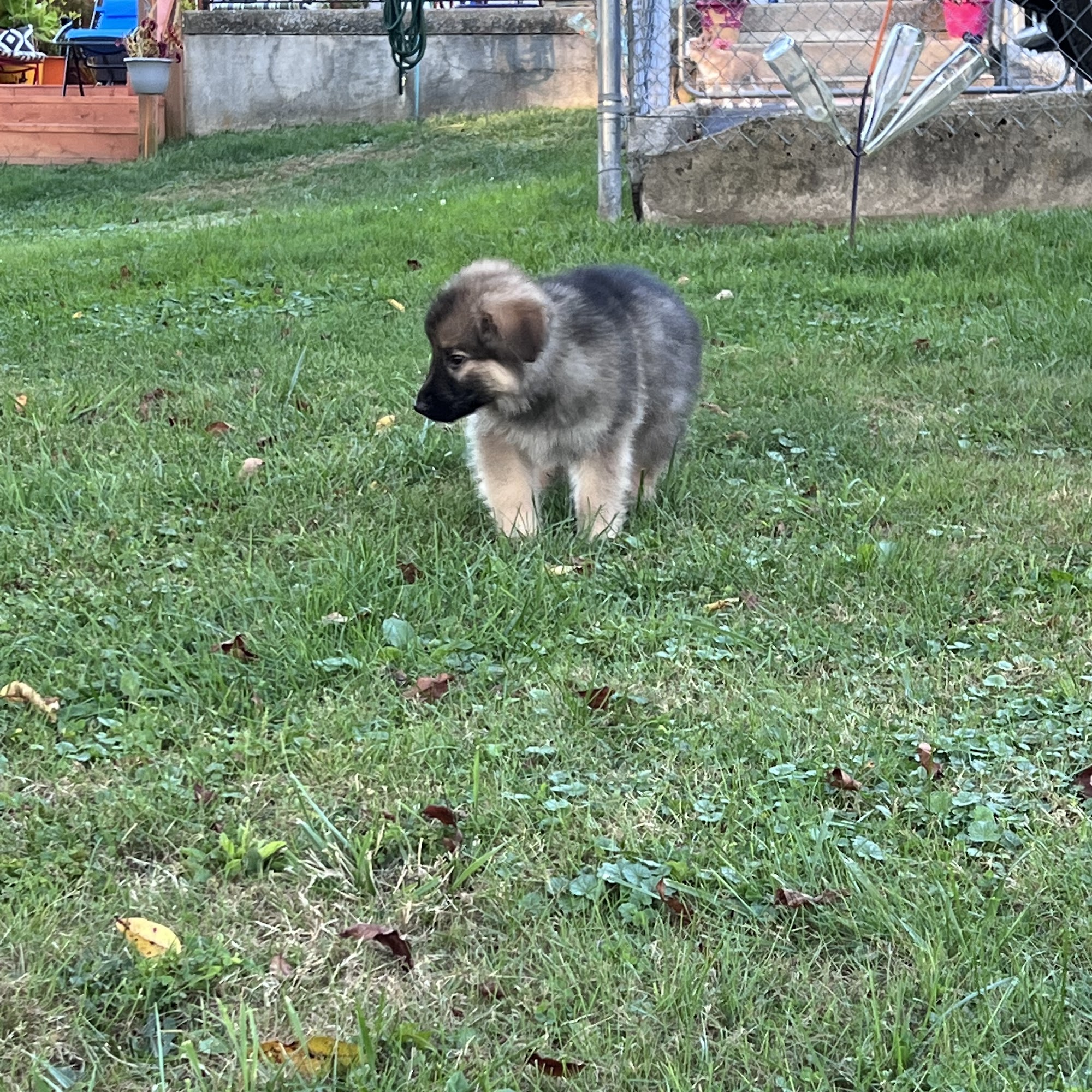 Demoiselles Pet Paradise Princeton