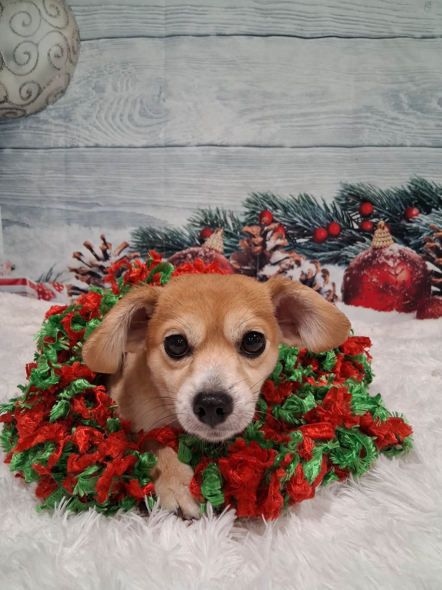 Club K9 South Charleston