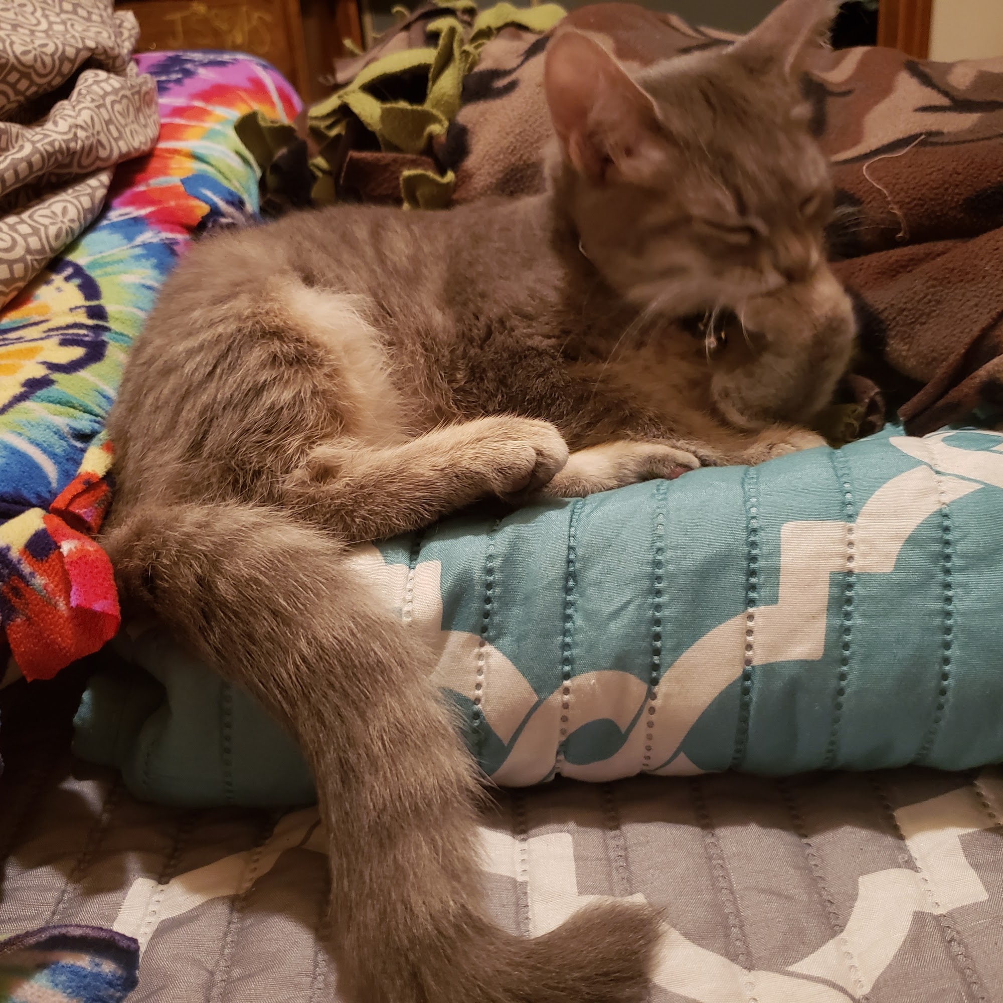 Roane County Animal Shelter Spencer