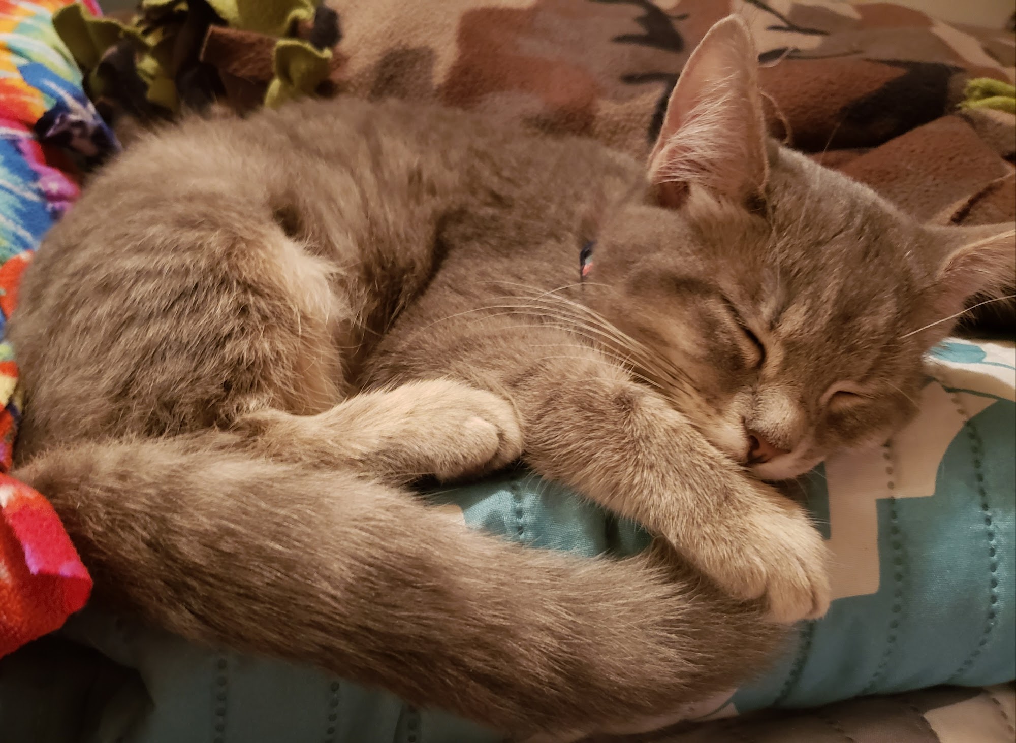 Roane County Animal Shelter Spencer