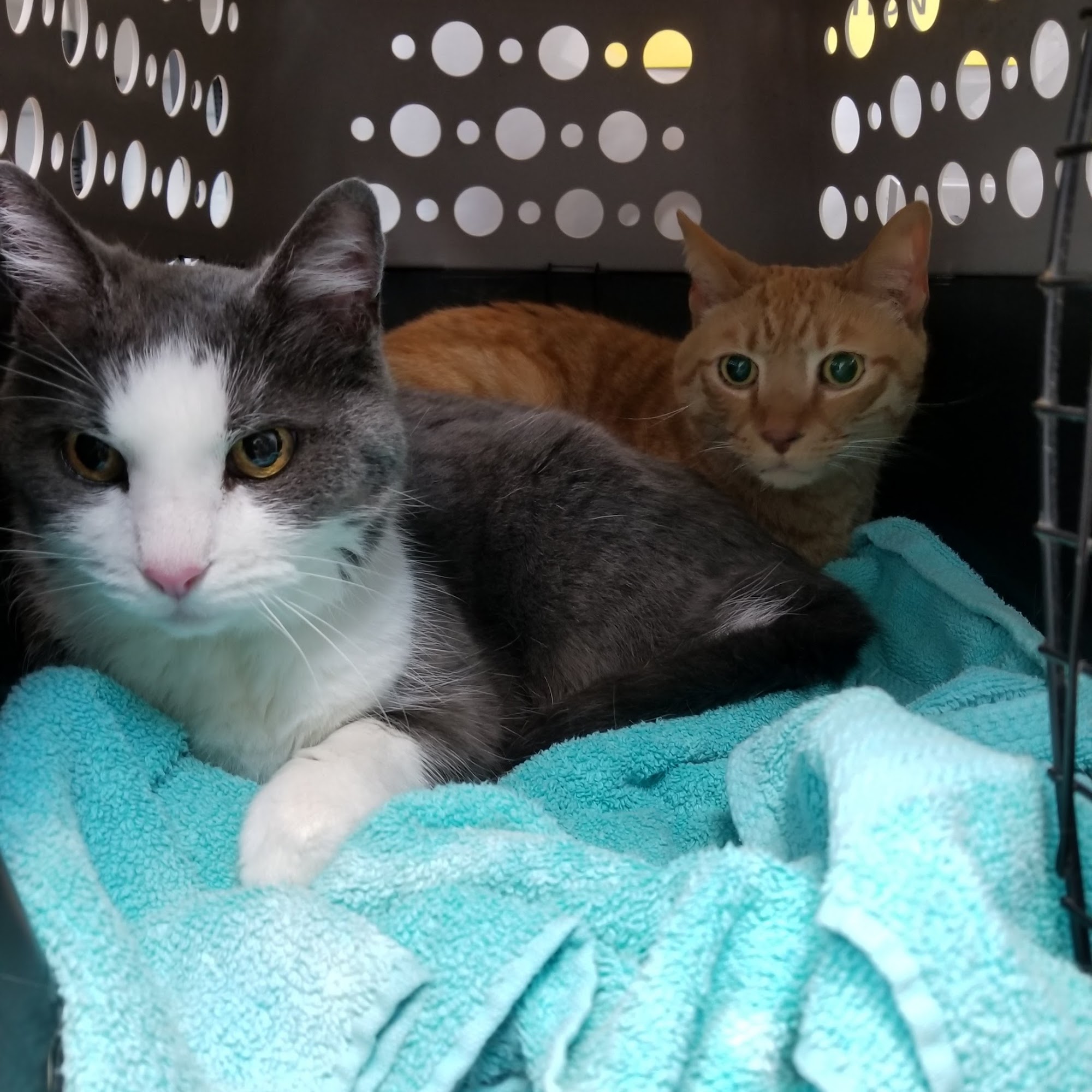 Gateway Animal Hospital St. Albans