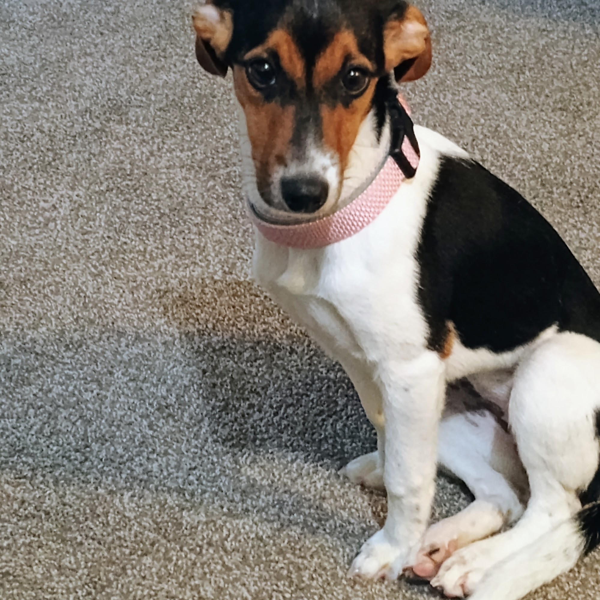 Nicholas County Animal Hospital Summersville