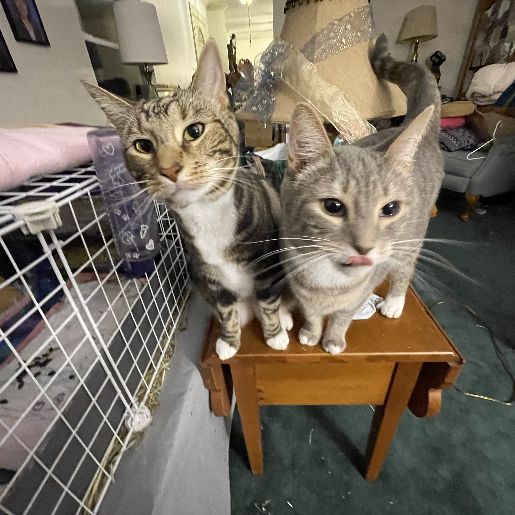 Ohio County Animal Shelter Triadelphia