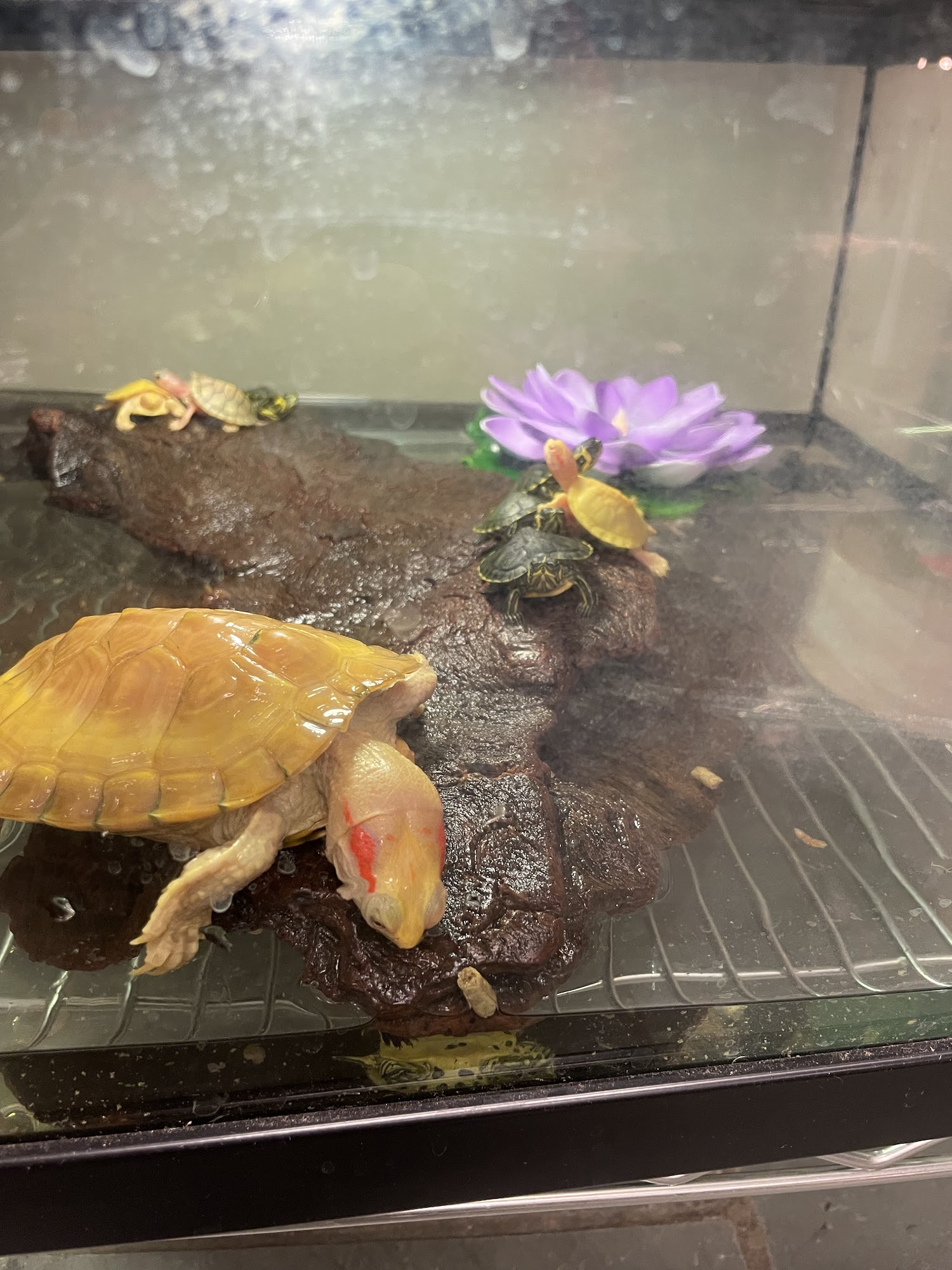 Ohio valley reptiles Triadelphia